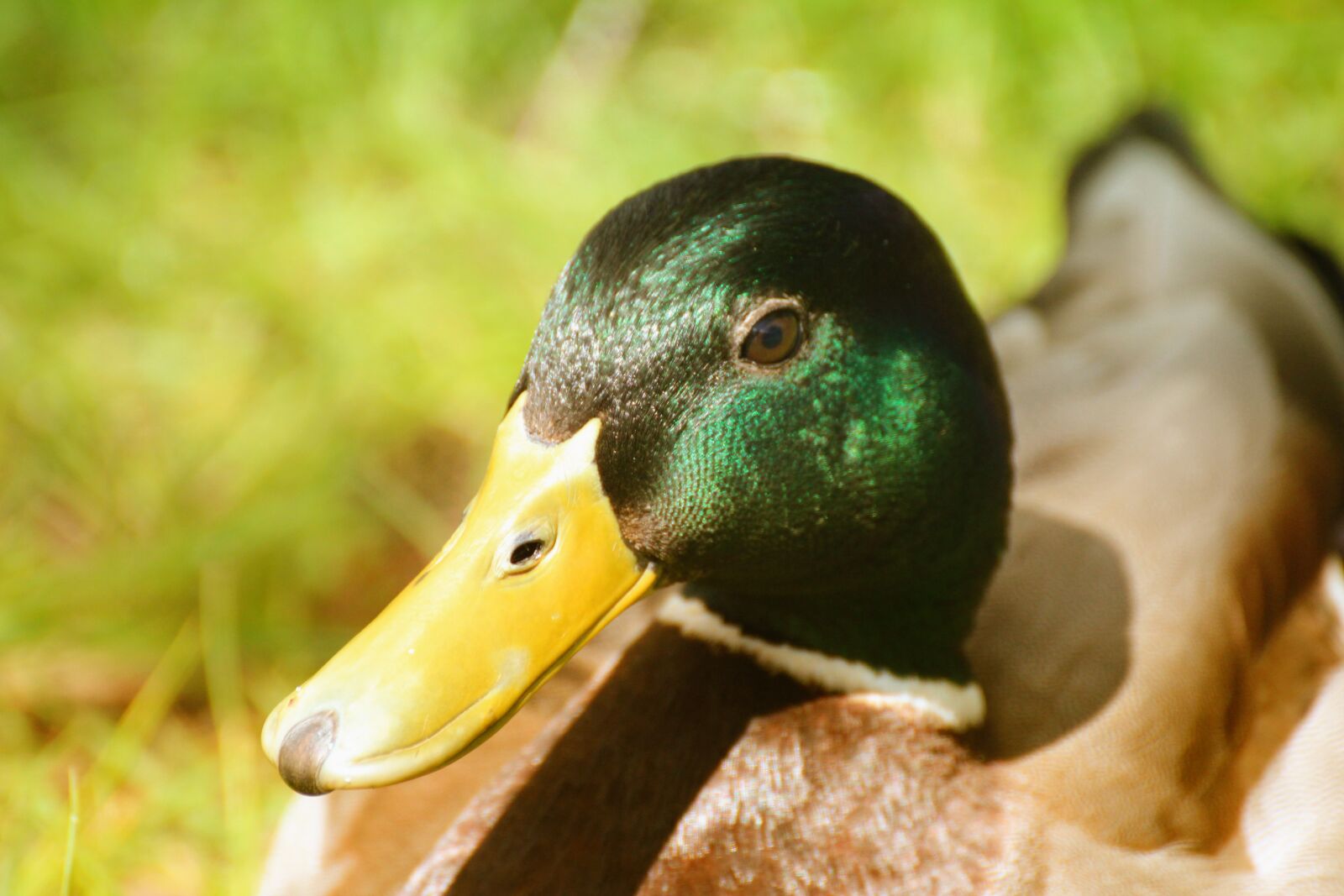Canon EOS 600D (Rebel EOS T3i / EOS Kiss X5) sample photo. Duck, nature, wildlife photography