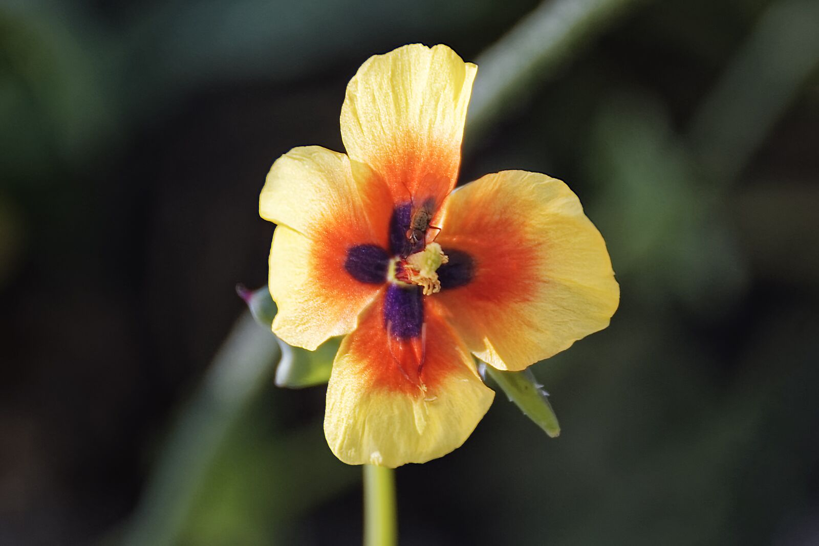 Nikon D500 sample photo. Flowers, plant, nature photography