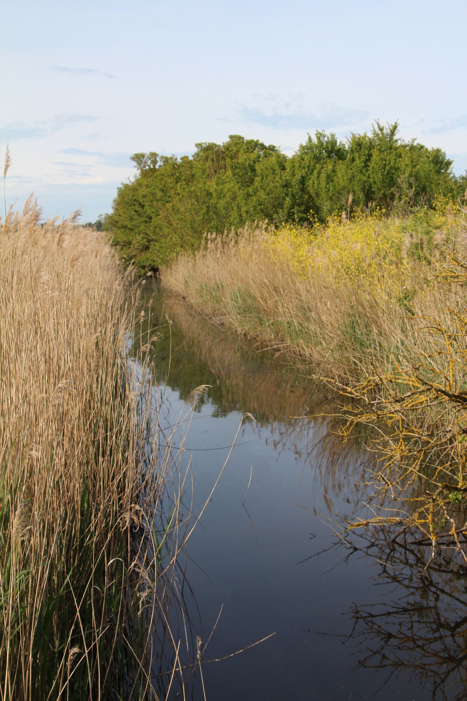 Canon EOS 600D (Rebel EOS T3i / EOS Kiss X5) sample photo. Marais poitevin, marsh, nature photography