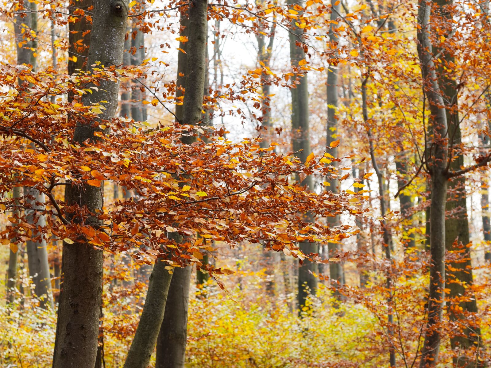 Olympus M.Zuiko Digital ED 60mm F2.8 Macro sample photo. Fall, foliage, nature photography