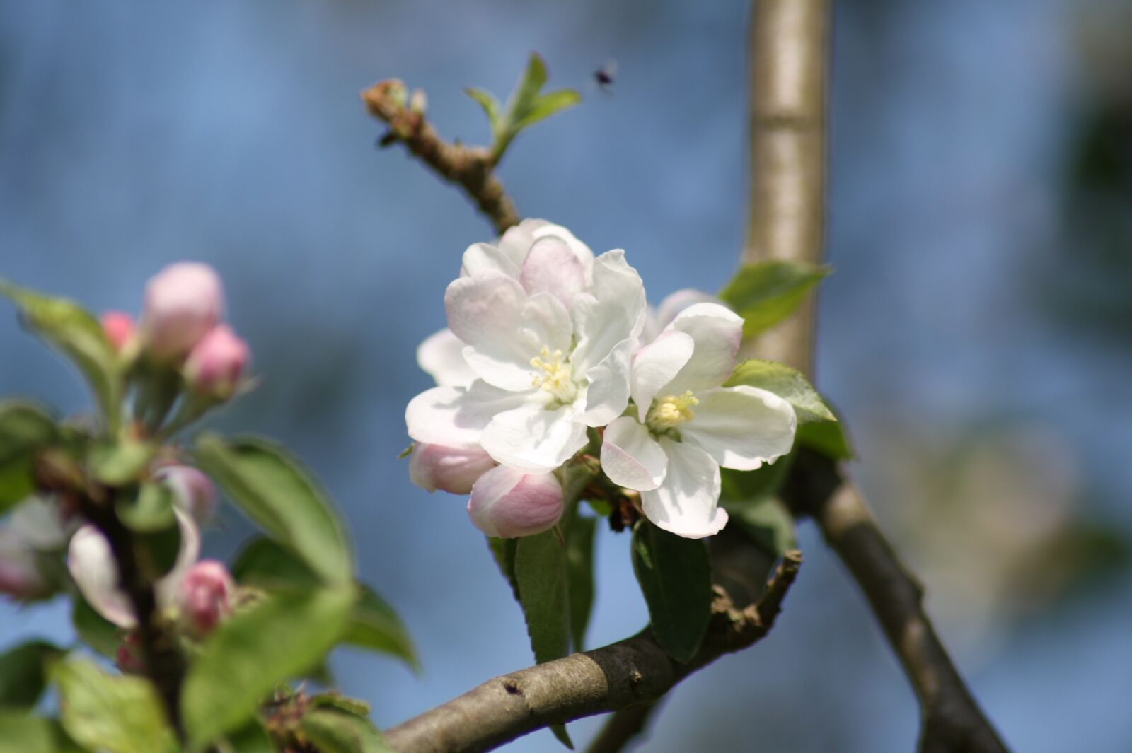 Canon EOS 450D (EOS Rebel XSi / EOS Kiss X2) sample photo. Apple blossom, apple, petal photography