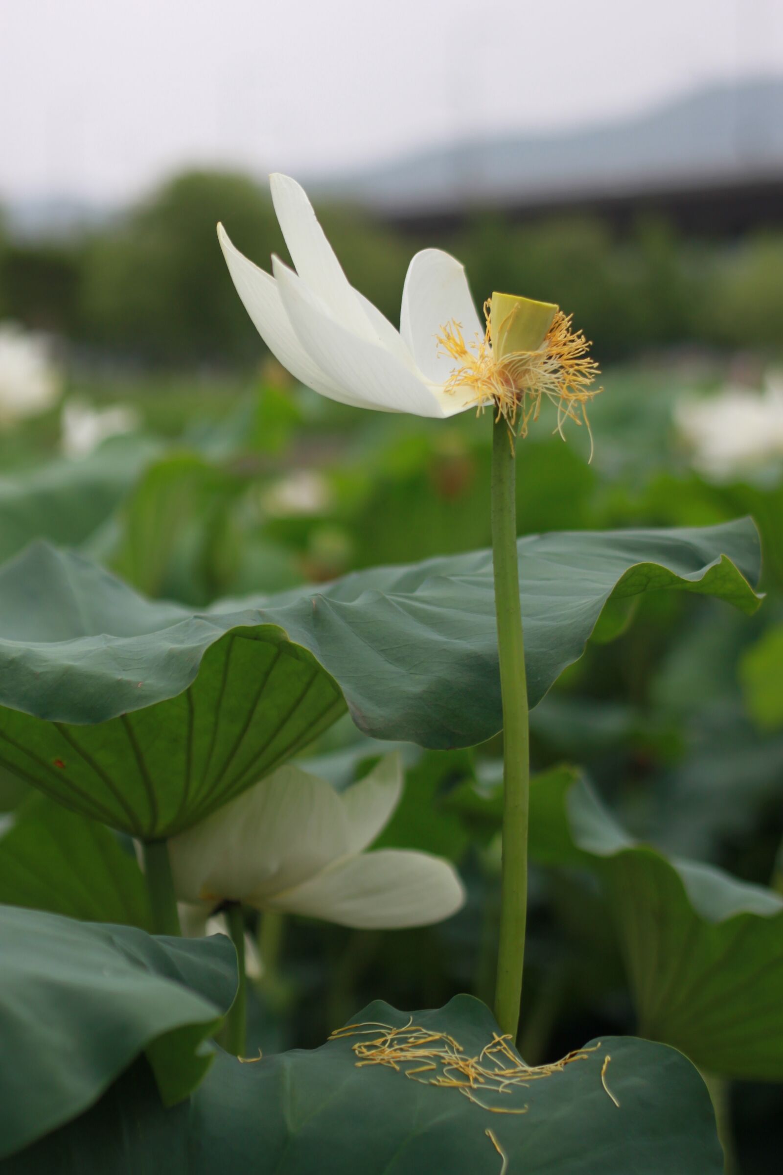 Canon EOS 500D (EOS Rebel T1i / EOS Kiss X3) sample photo. Kite, lotus, water lilies photography