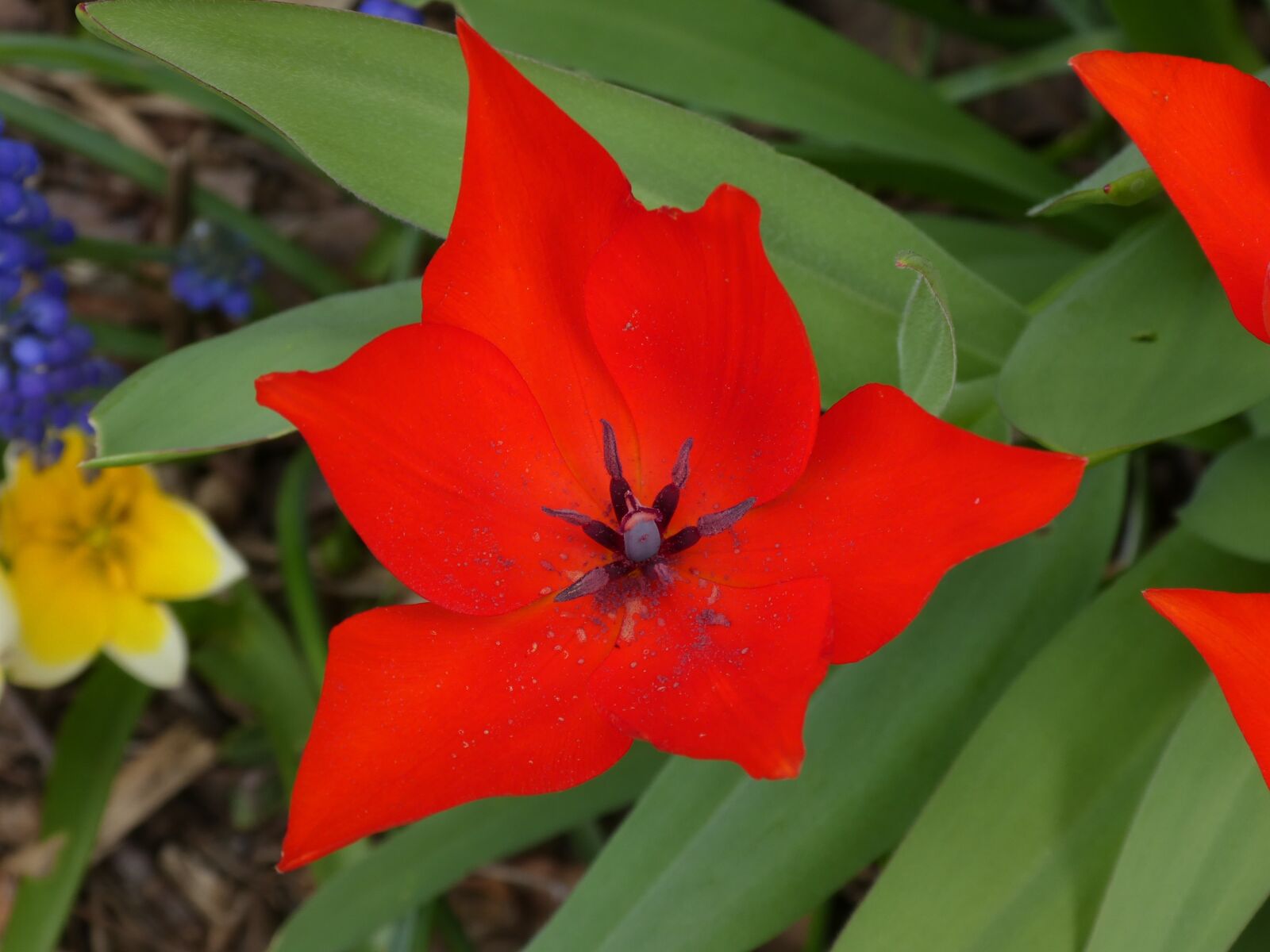 Panasonic DMC-TZ81 sample photo. Flower, tulpenbluete, spring photography