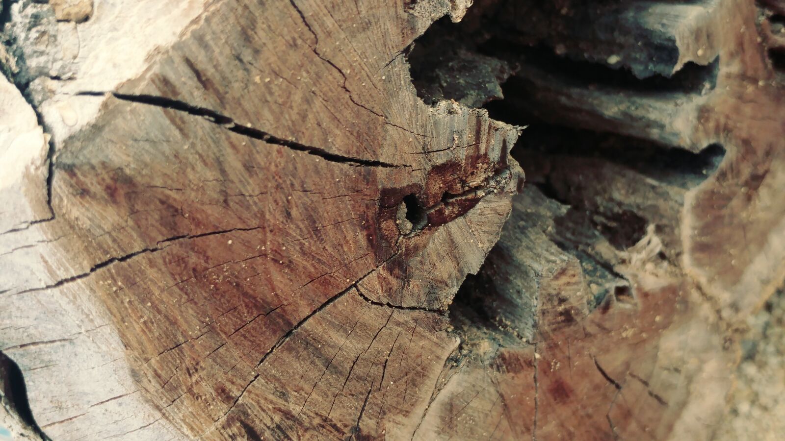 LG G5 sample photo. Annual circle, sawn, cracked photography