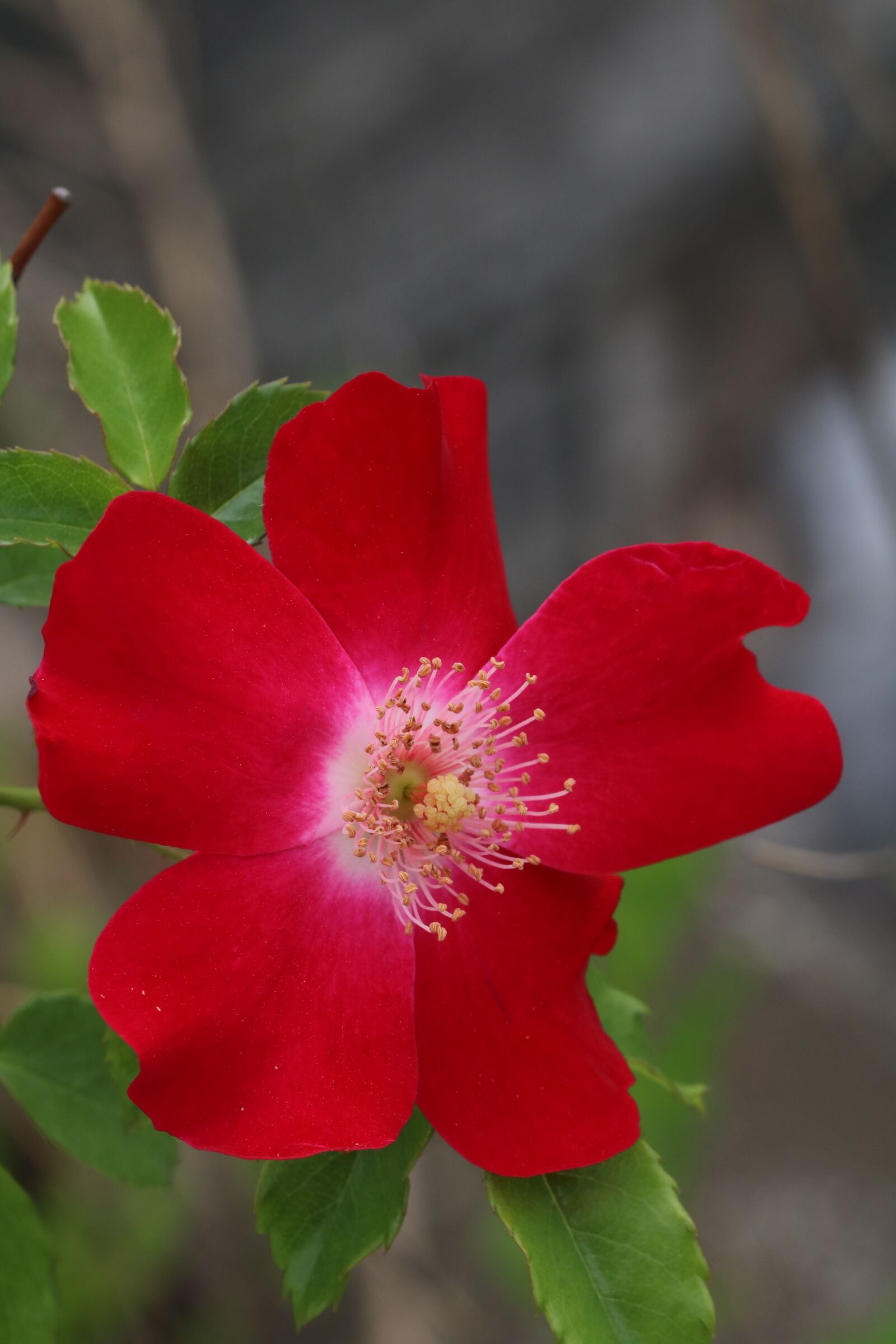 Canon EOS 750D (EOS Rebel T6i / EOS Kiss X8i) sample photo. Rose, flowers, nature photography