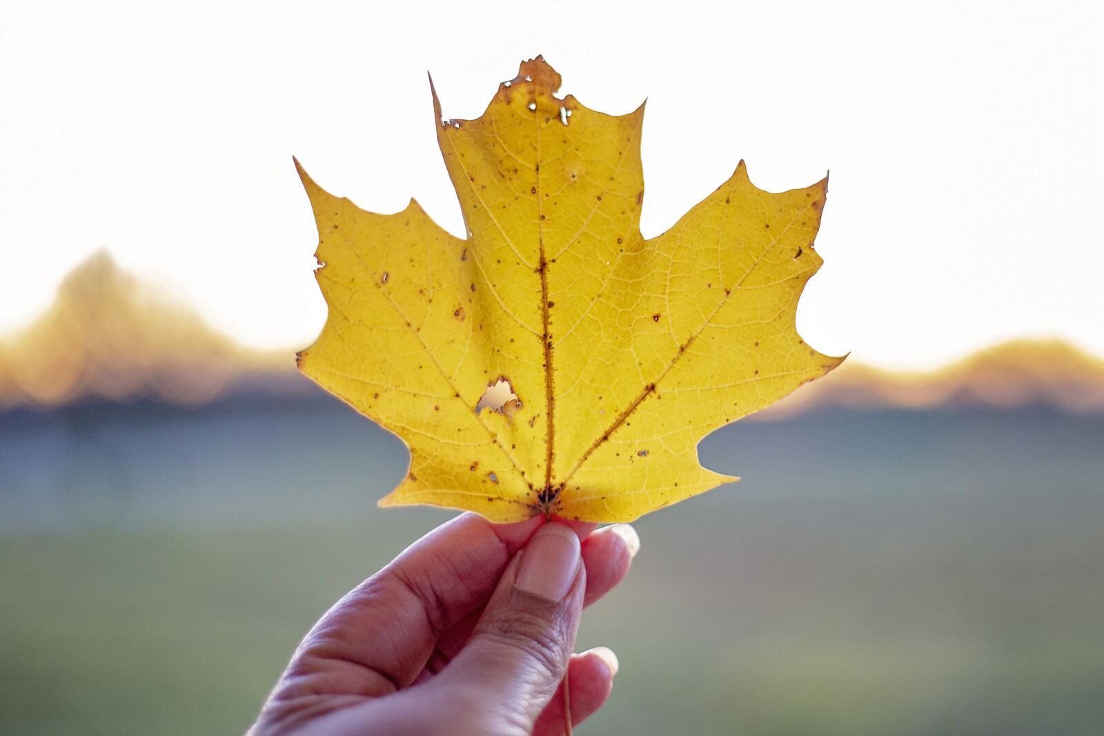 Canon EOS 6D + Canon EF 50mm F1.8 STM sample photo. Maple, leaf, autumn photography