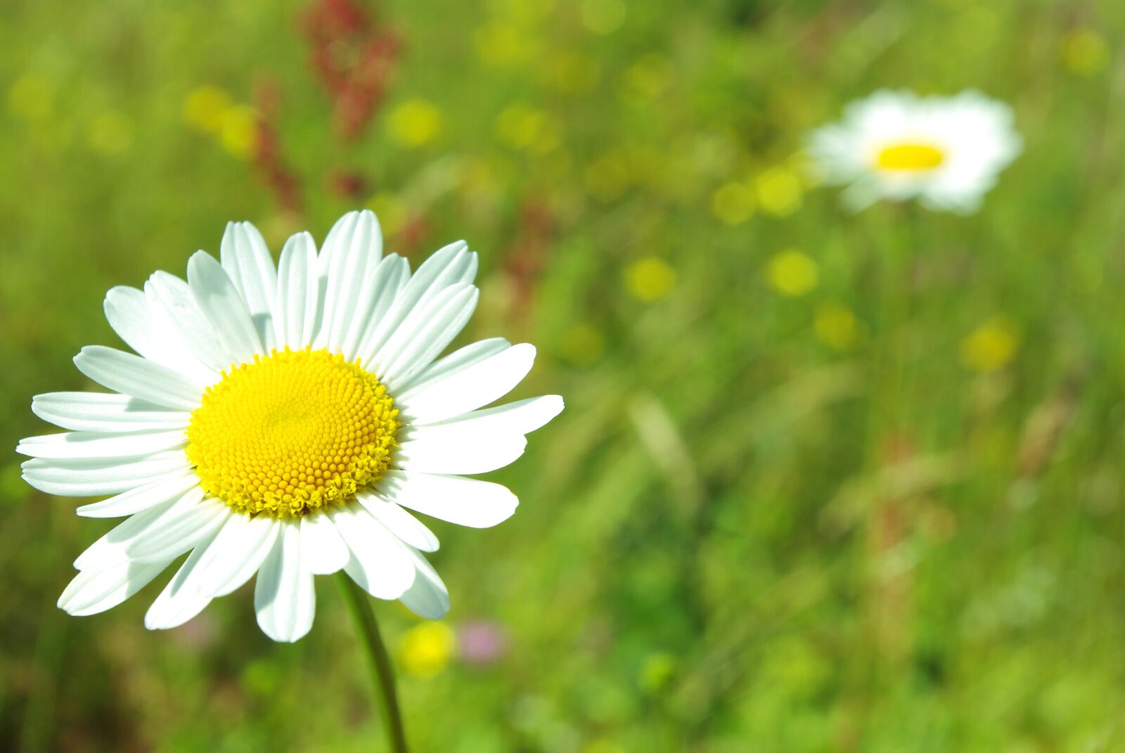 Pentax K200D sample photo. Daisy, flower, greens photography