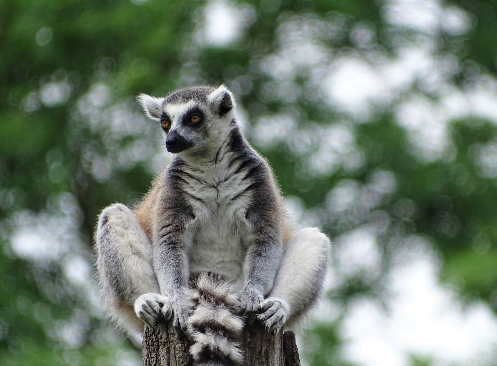 Sony Cyber-shot DSC-HX400V sample photo. Lemurs, lemur, ape photography