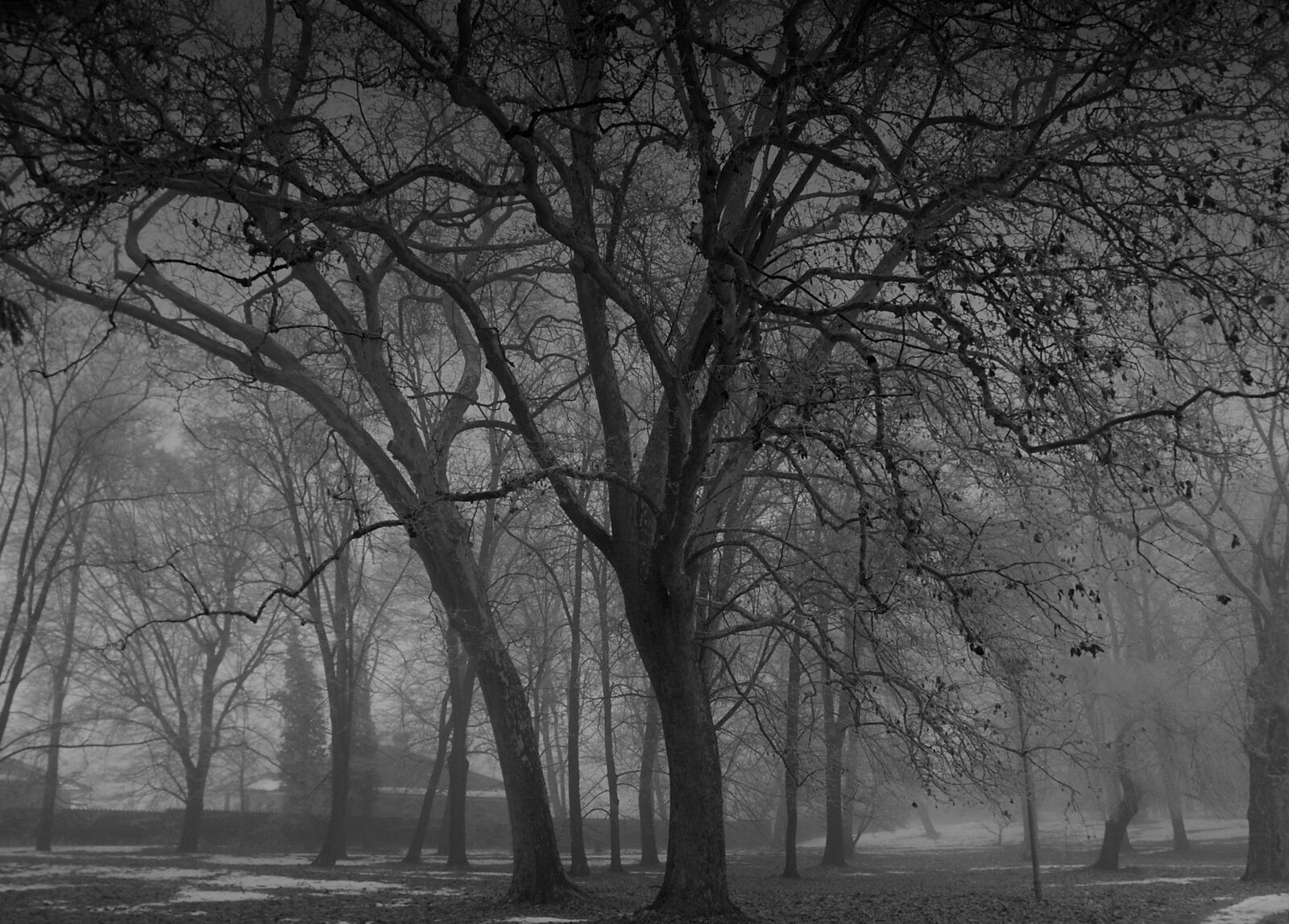 KONICA MINOLTA DiMAGE 7 sample photo. Tree, nature, forest photography