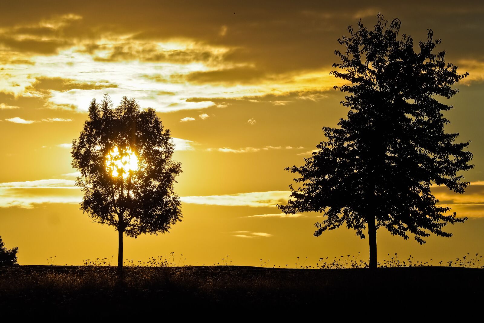 Olympus OM-D E-M10 sample photo. Sunset, trees, landscape photography