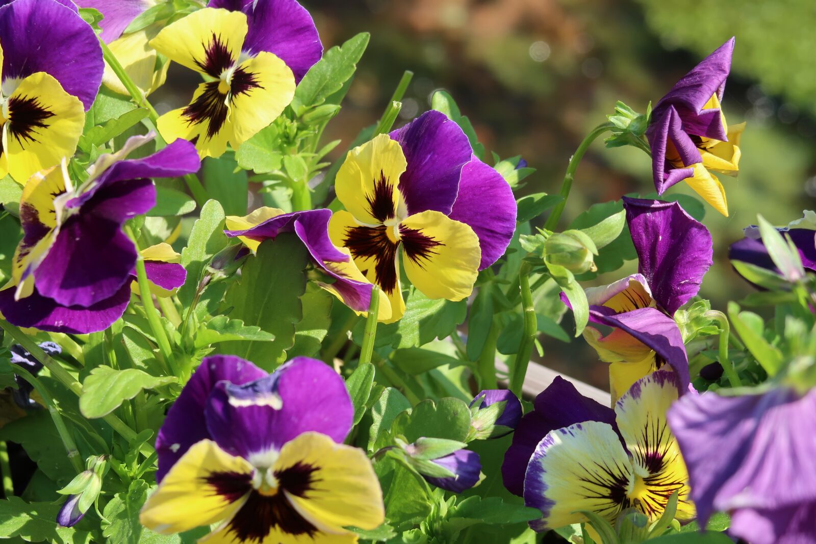 Canon PowerShot G7 X Mark II sample photo. Flowers, yellow, violet photography