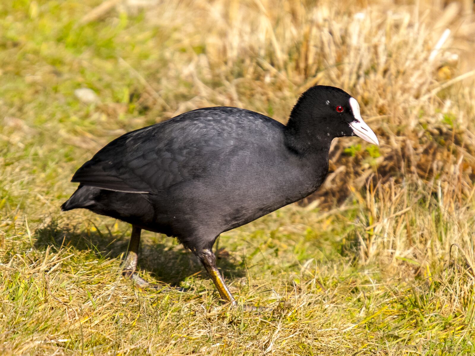 Olympus E-3 sample photo. Coot, bird, water bird photography