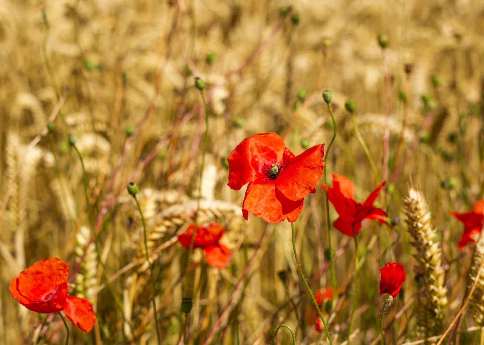 Canon EOS-1D Mark IV sample photo. Poppies, barley, agriculture photography