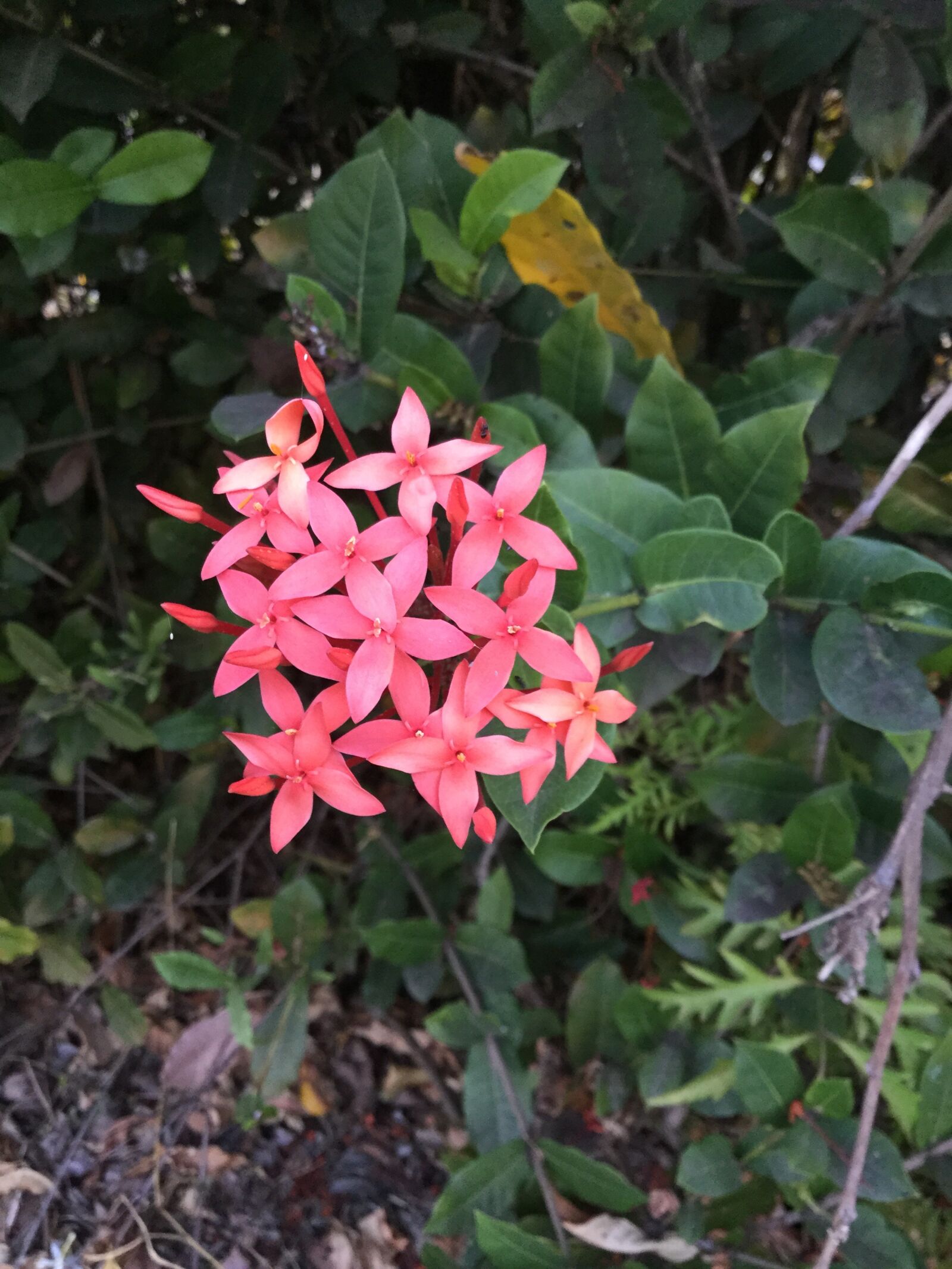 Apple iPad Air 2 sample photo. Beautiful, flowers, dark, green photography