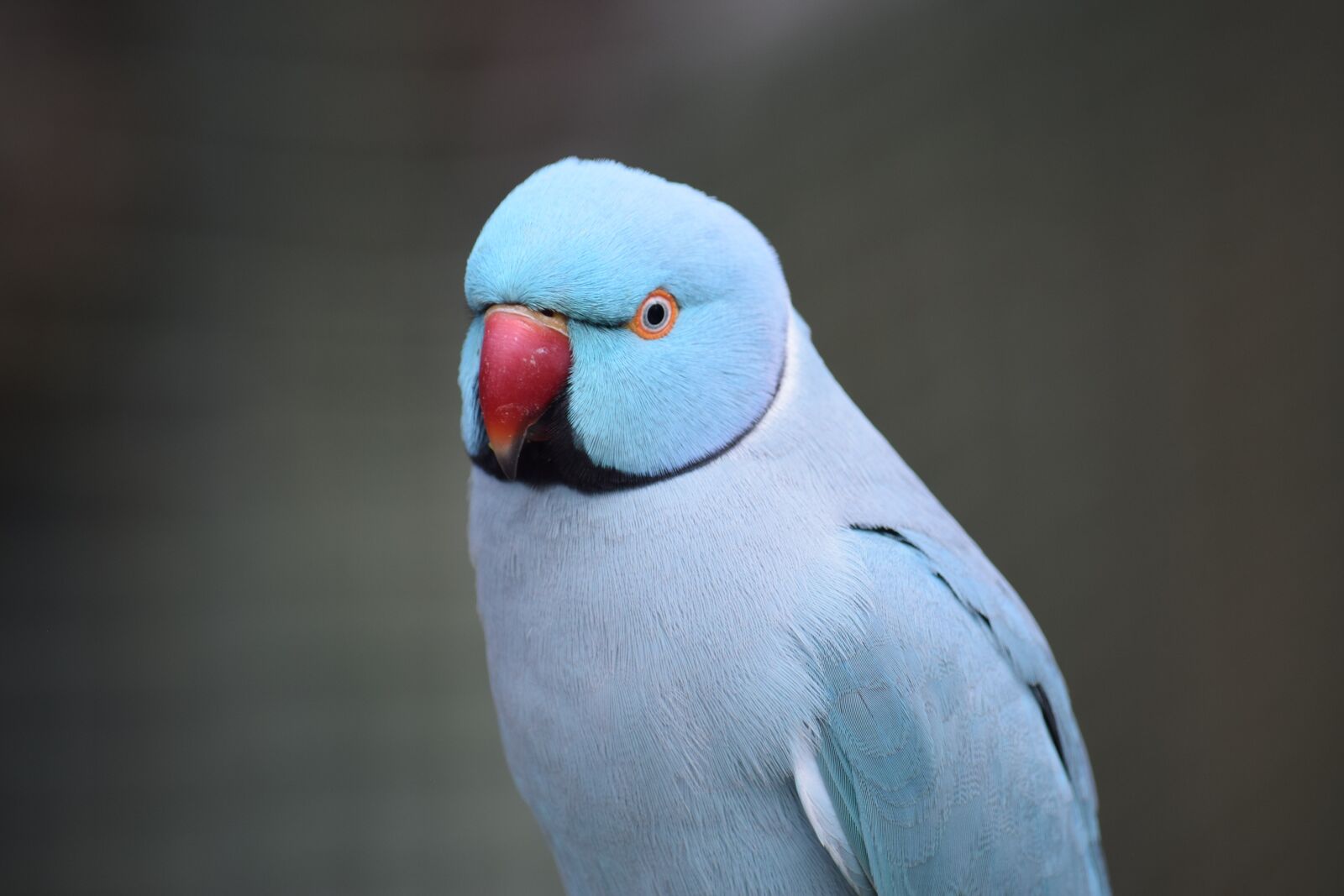 Nikon D3300 sample photo. Parrot, bird, blue photography
