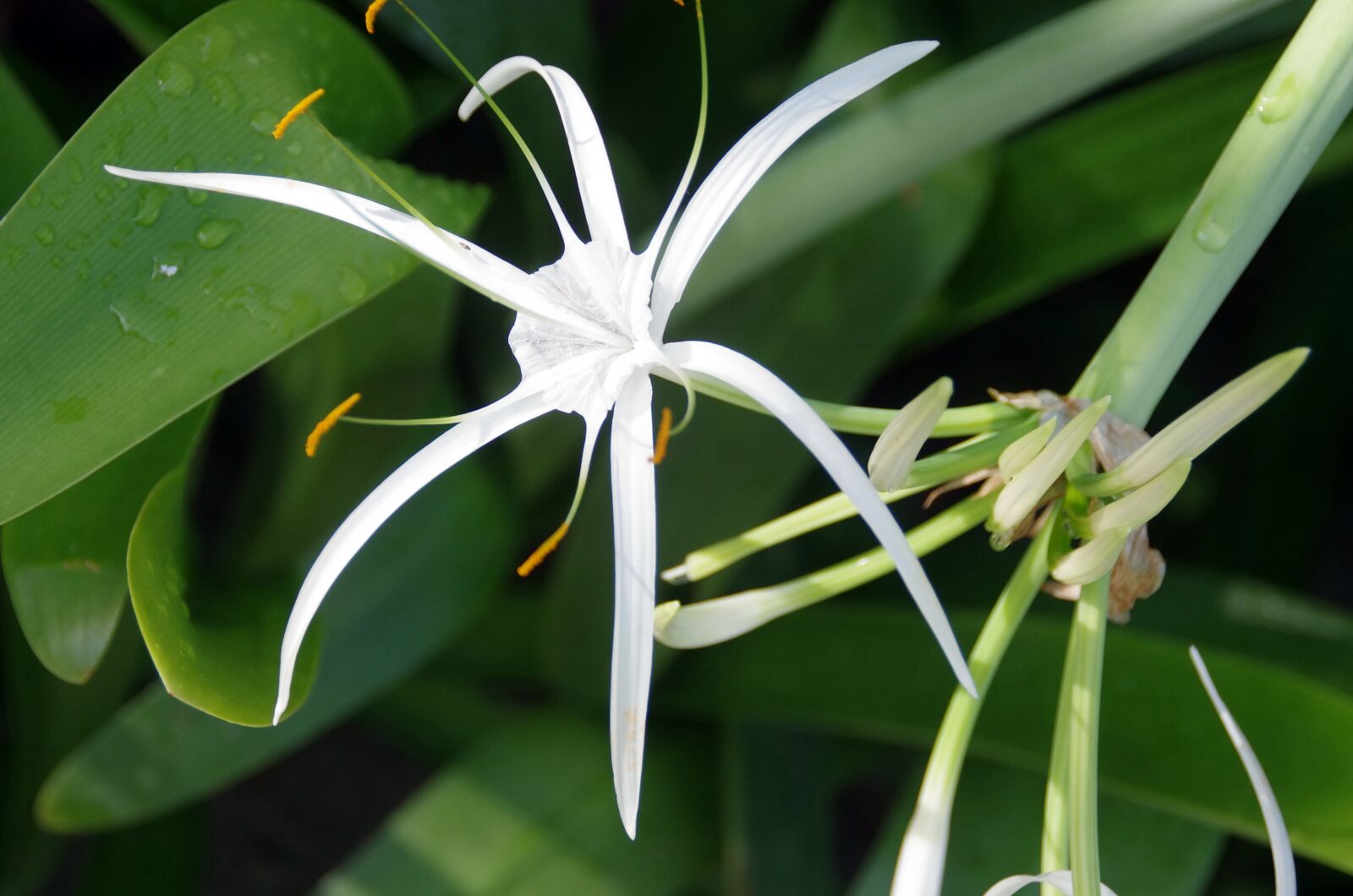 Pentax K-5 sample photo. Hymenocallis, littoralis, lily-spider photography