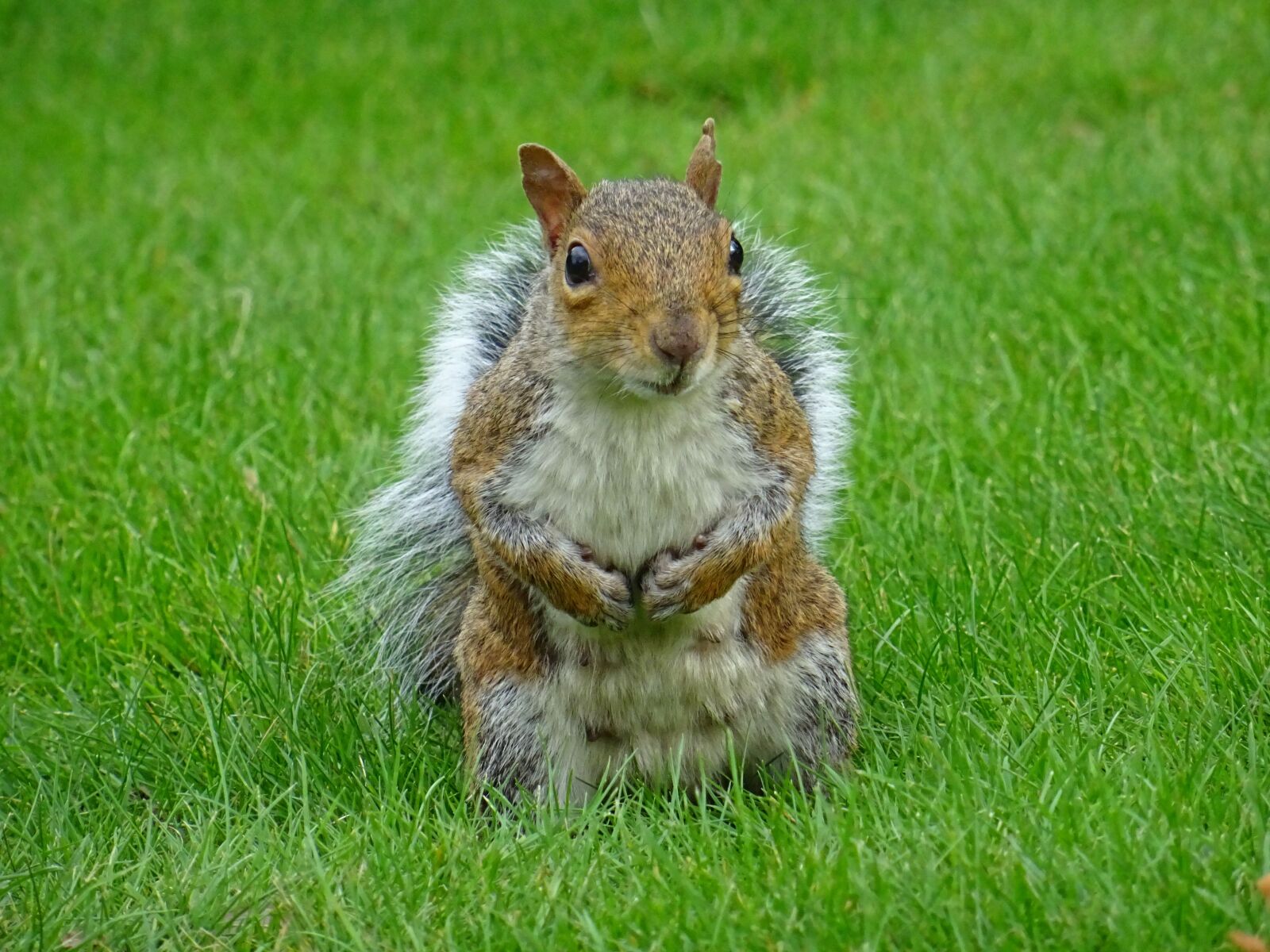 Sony DSC-HX60 sample photo. Animal, backyard, cute, downy photography