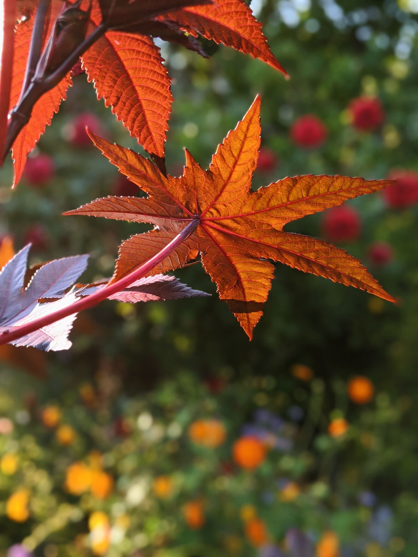 Google Pixel 3 XL sample photo. Maple leaf, red leaf photography