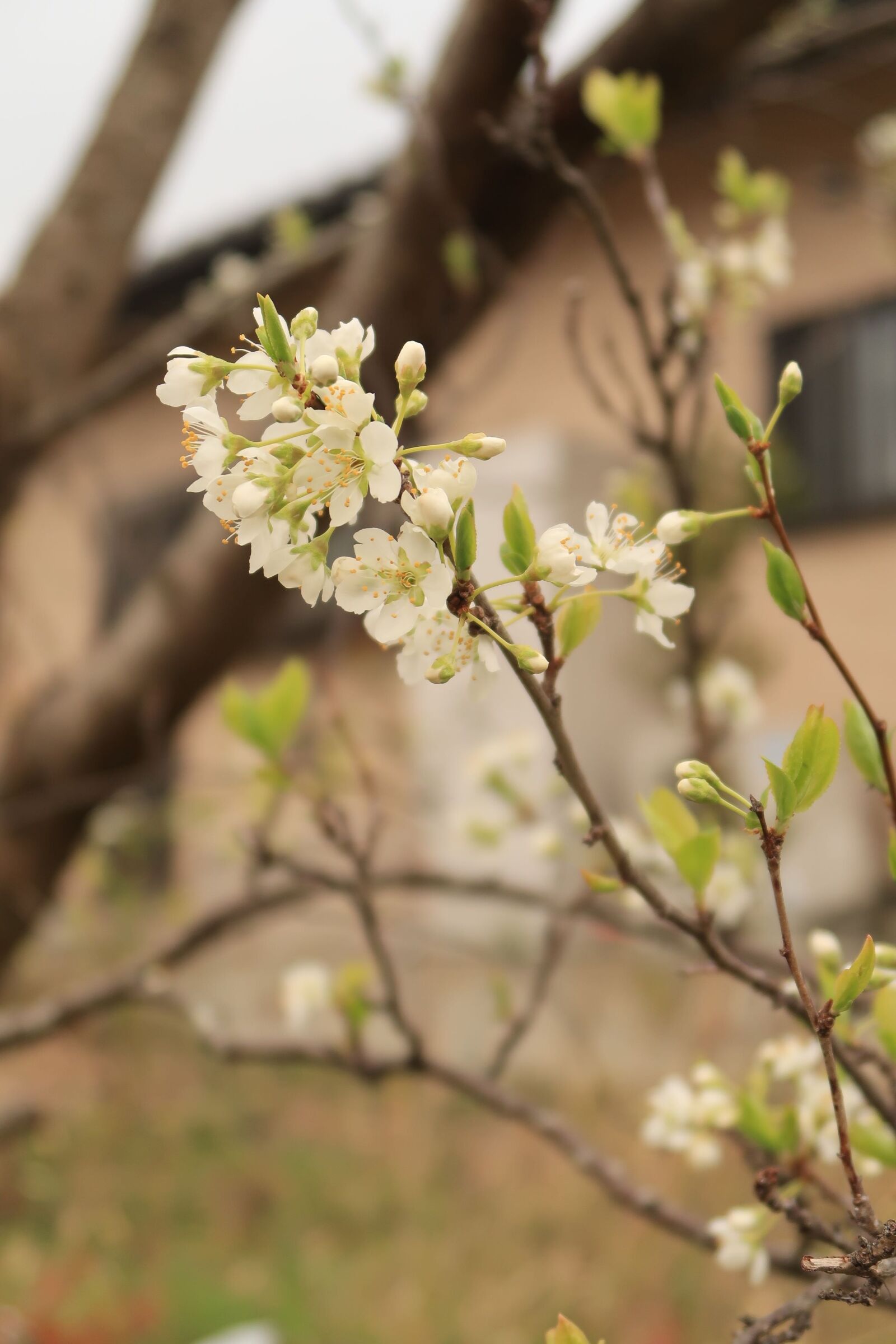 Canon PowerShot G7 X Mark II sample photo. Flowers, cherry blossoms, white photography