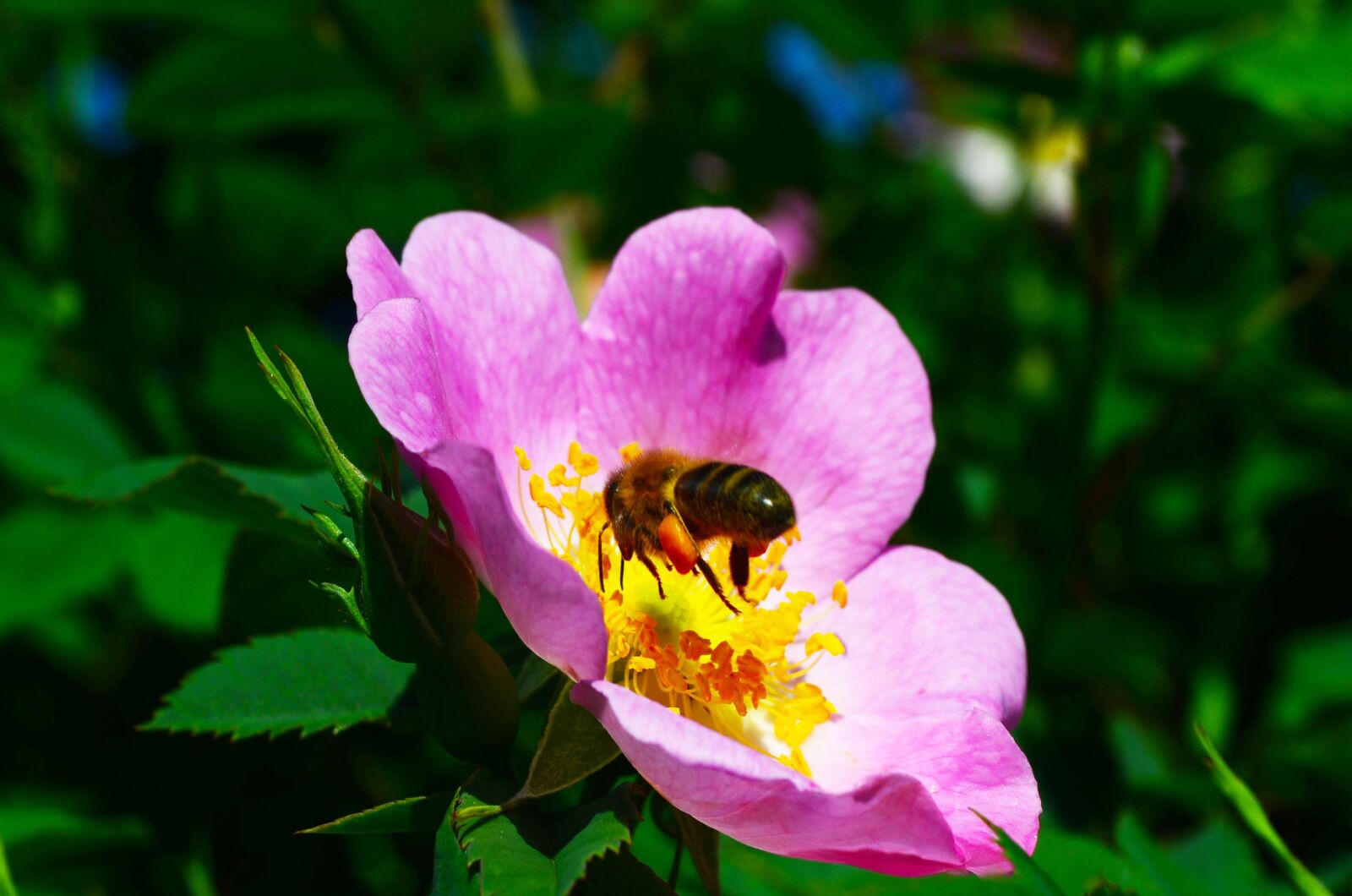 Nikon D5100 sample photo. Bee, flower, rose hip photography