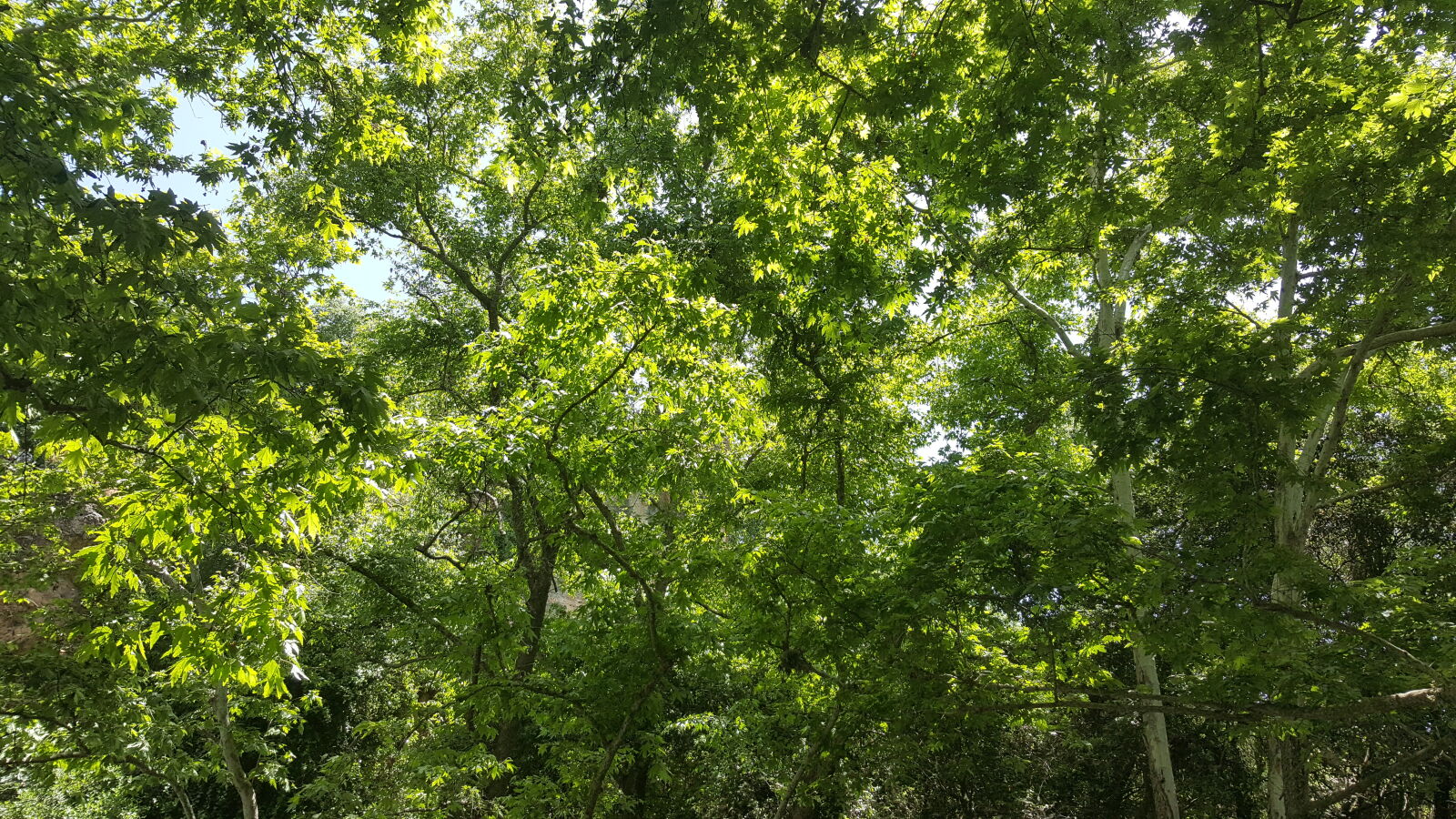 Samsung Galaxy Note5 sample photo. Trees photography