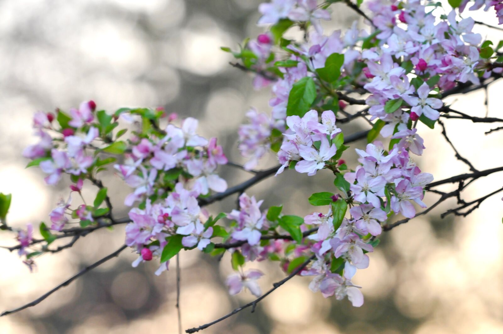 Nikon D300S sample photo. Flowers, spring, cherry blossom photography