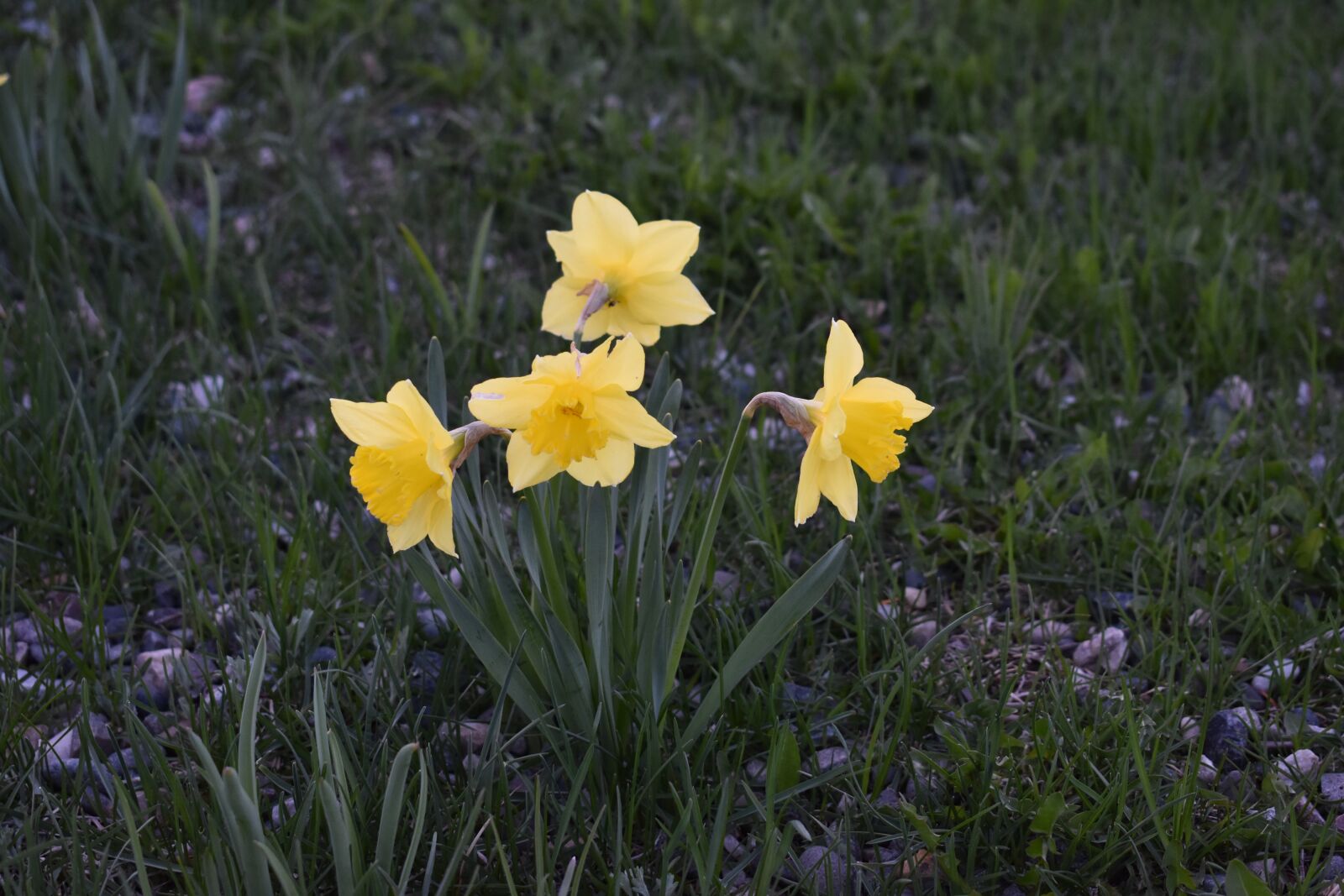 Nikon D3400 sample photo. Daffodil, flower, bloom photography