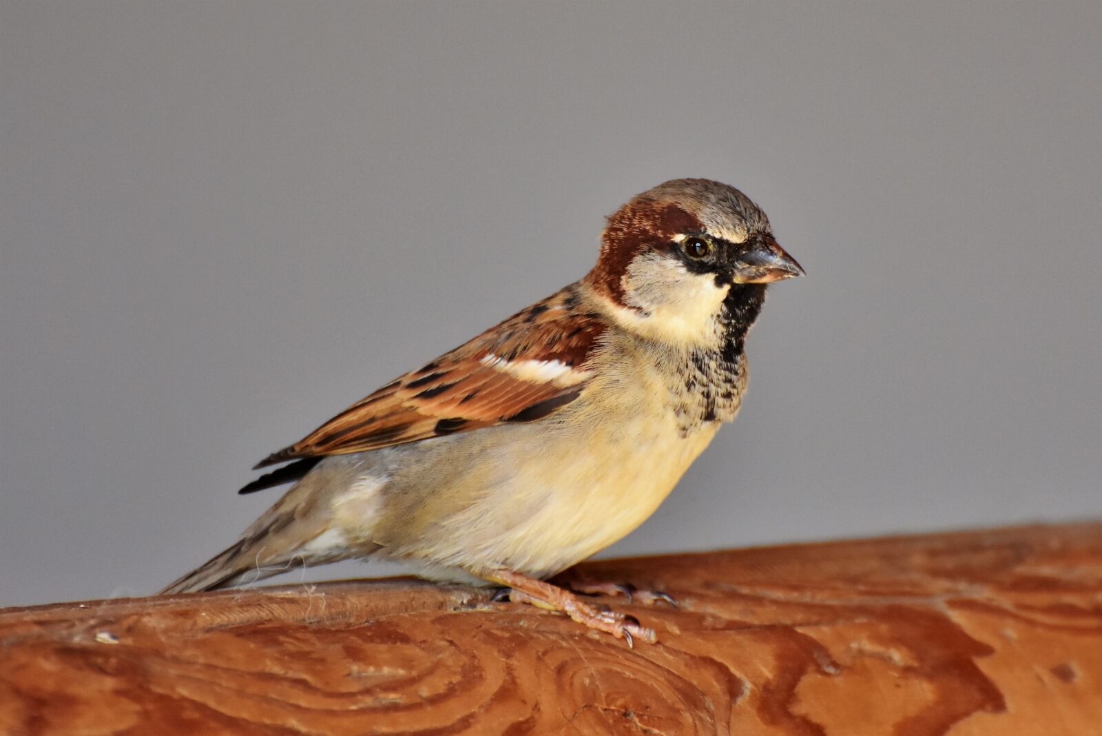 Nikon D7200 sample photo. Sparrow, sperling, bird photography
