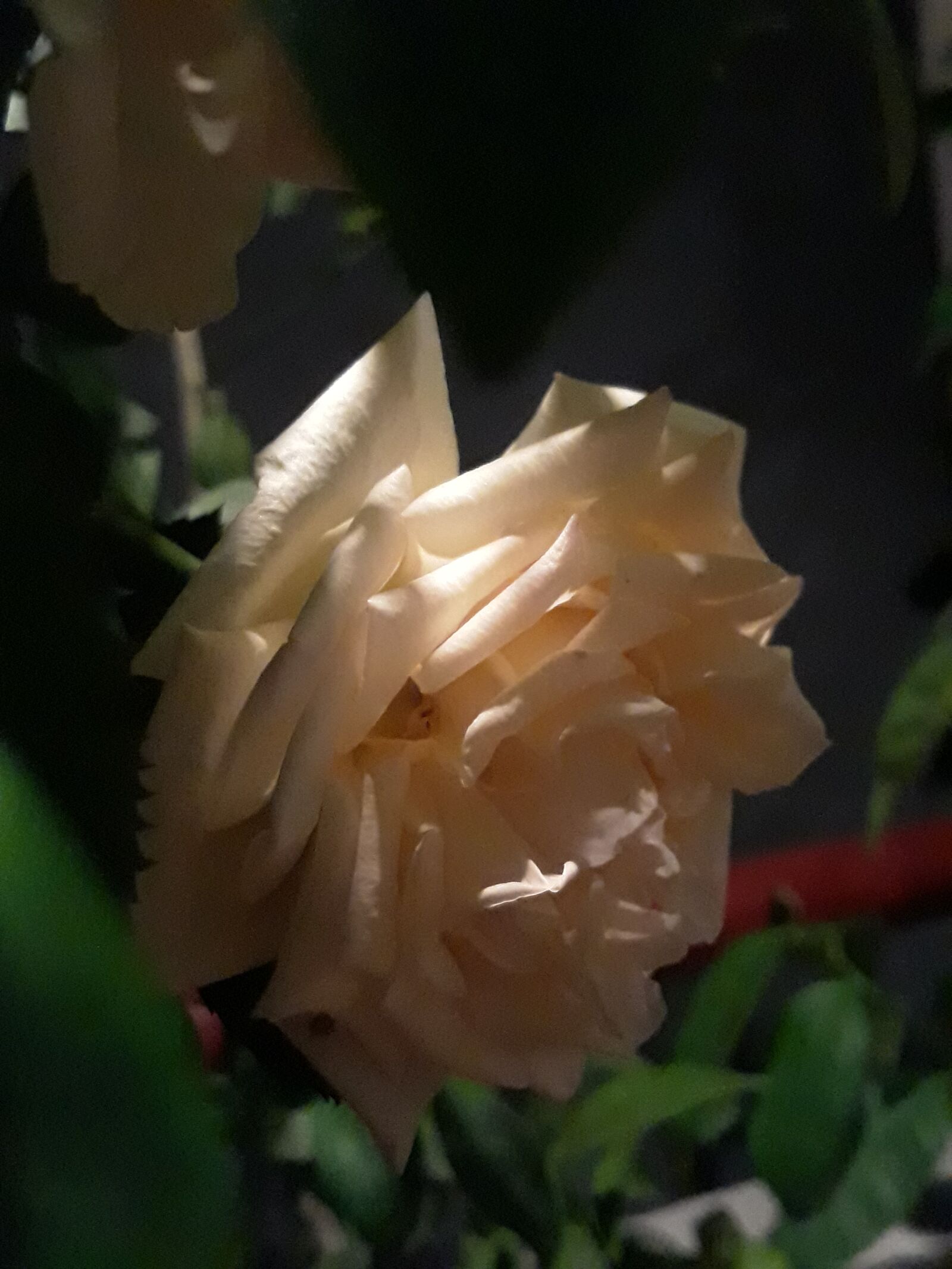Samsung Galaxy J5 sample photo. Flower, rose, dark photography