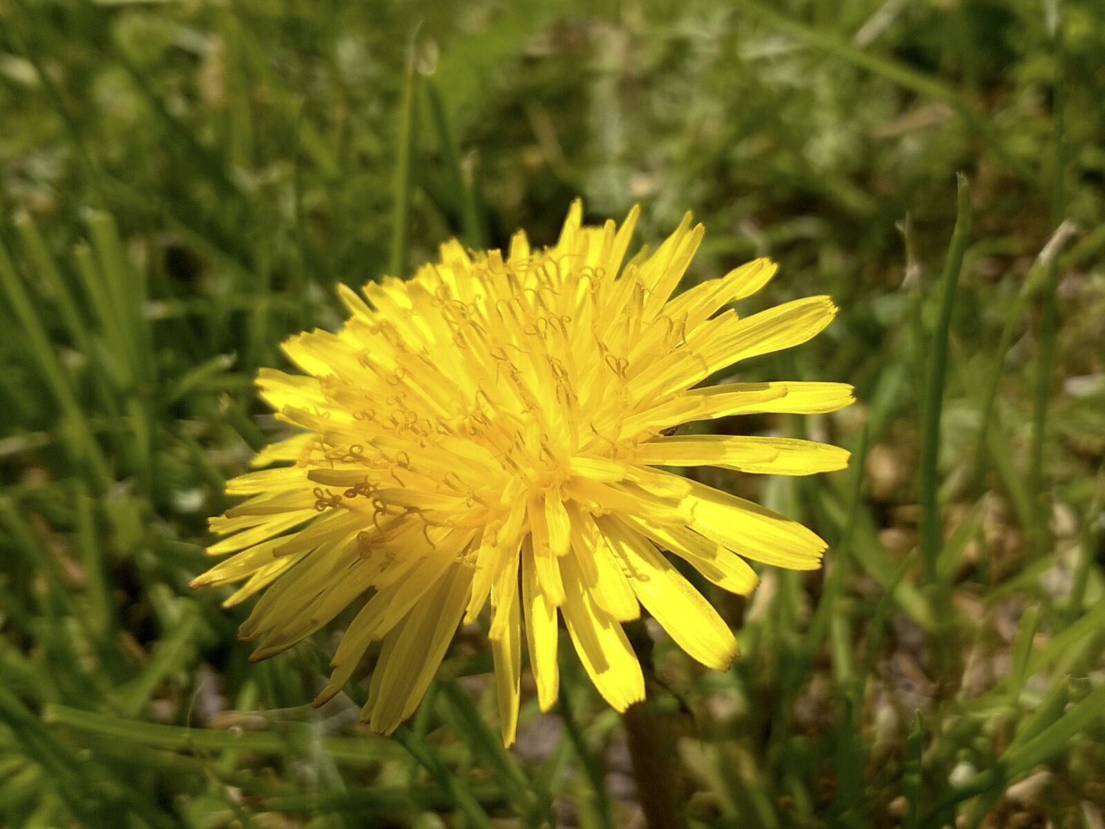 Nokia Lumia 735 sample photo. Sonchus oleraceus, meadow, summer photography