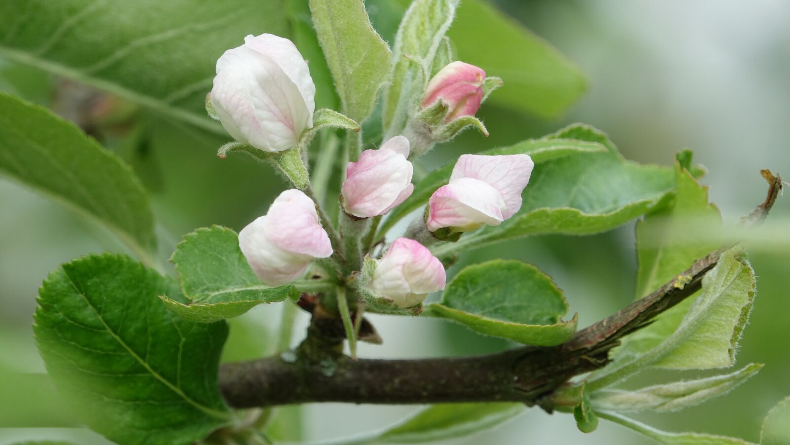 Sony Cyber-shot DSC-RX10 III sample photo. Nature, leaf, flower photography