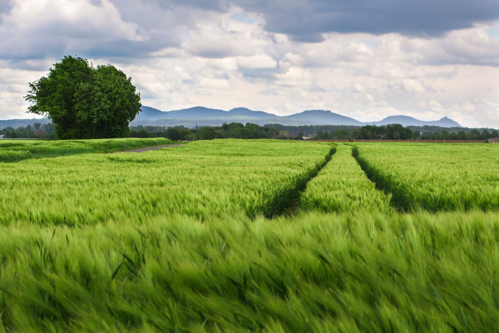 Canon PowerShot G3 X sample photo. Field, agriculture, trace photography