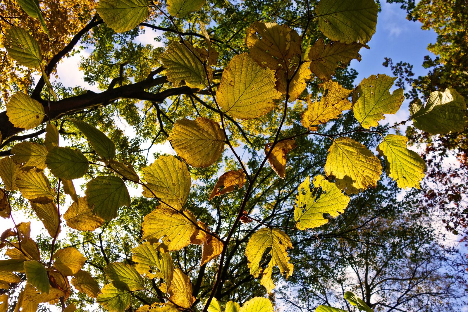 Sony Cyber-shot DSC-RX100 sample photo. Tree, branch, leaves photography