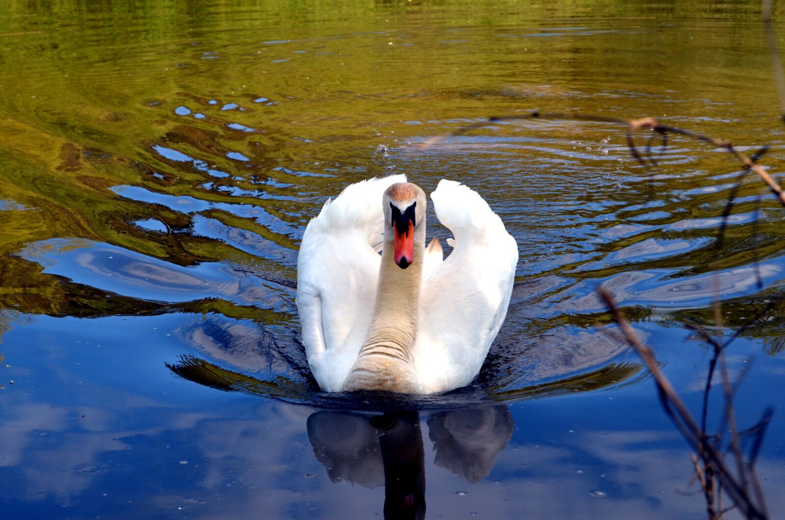 Nikon D5100 sample photo. Swan, bird, nature photography