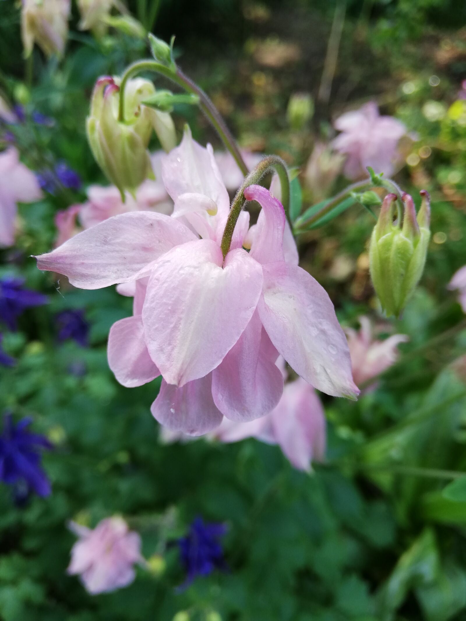 HUAWEI P20 lite sample photo. Flowers, pink, nature photography