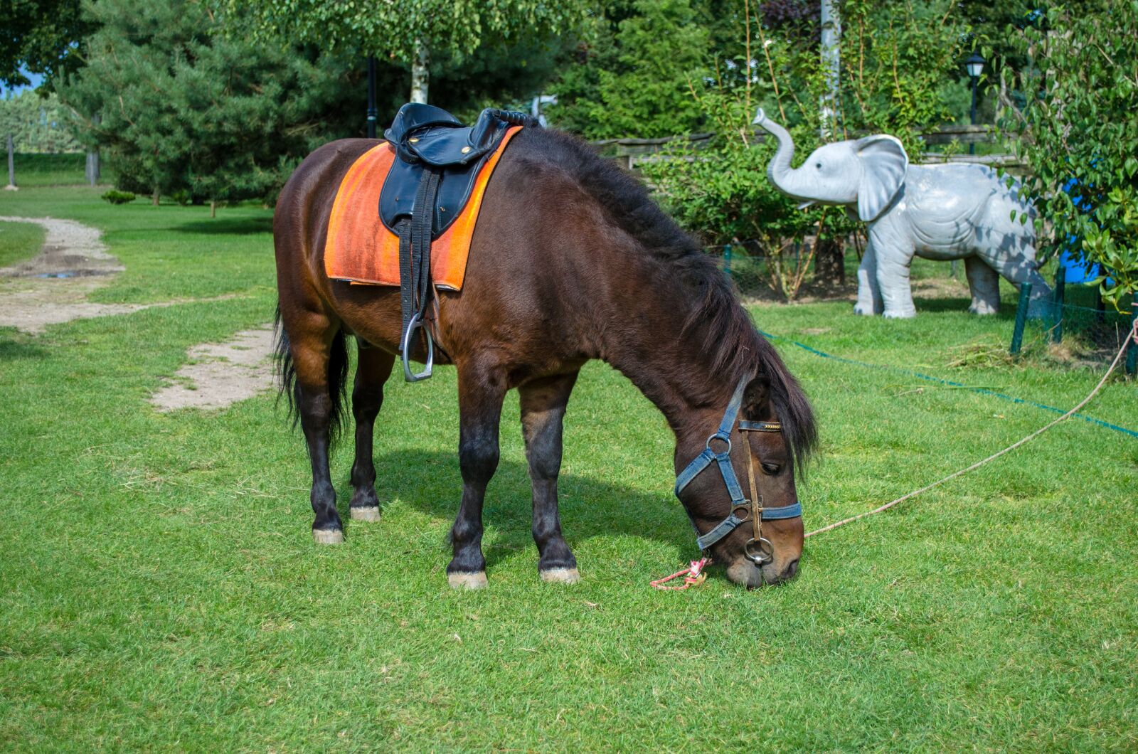 Nikon D5100 sample photo. Horse, pony, zoo photography