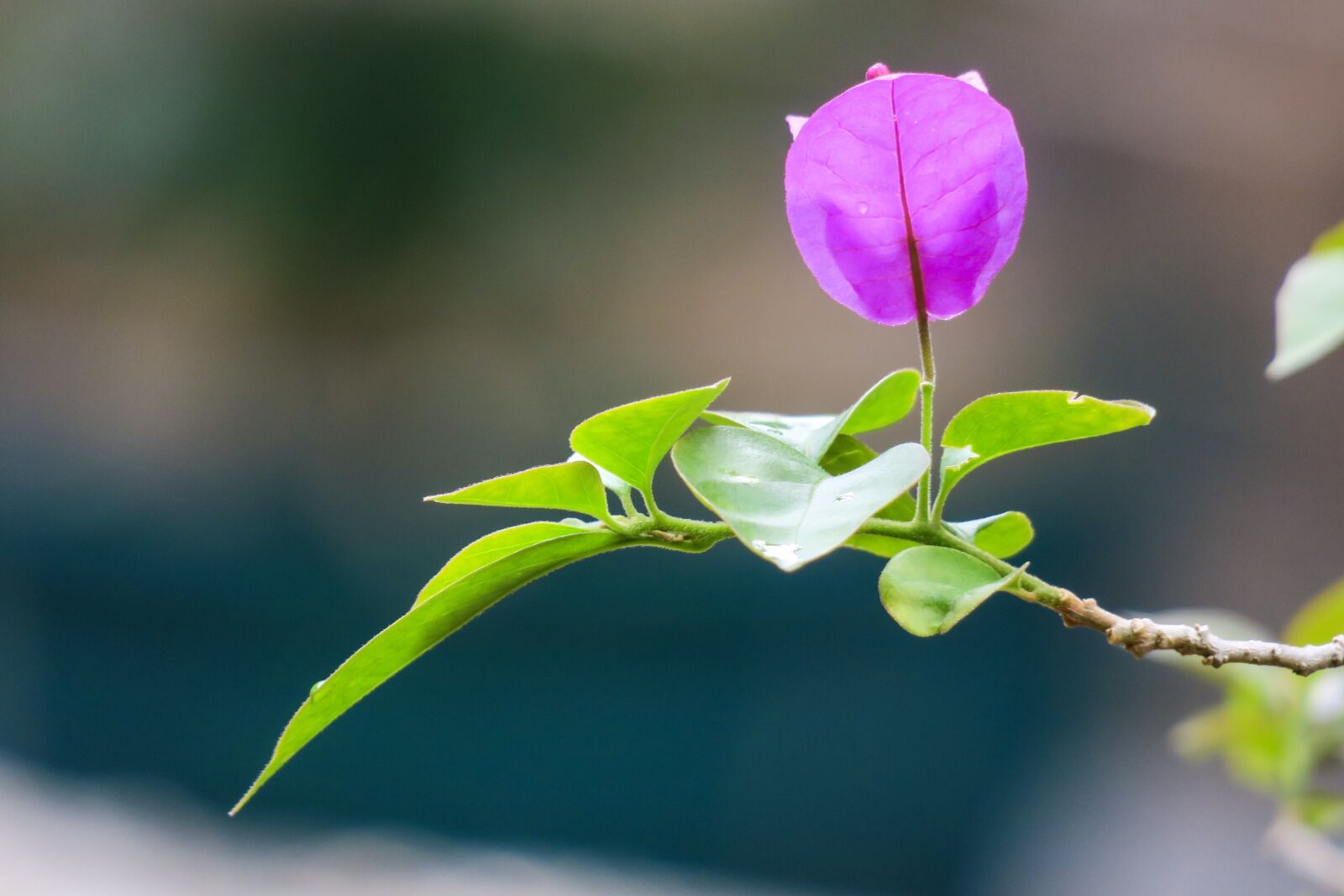 Canon PowerShot G3 X sample photo. Leaves flowers, bougainvillea, bougainvillea photography