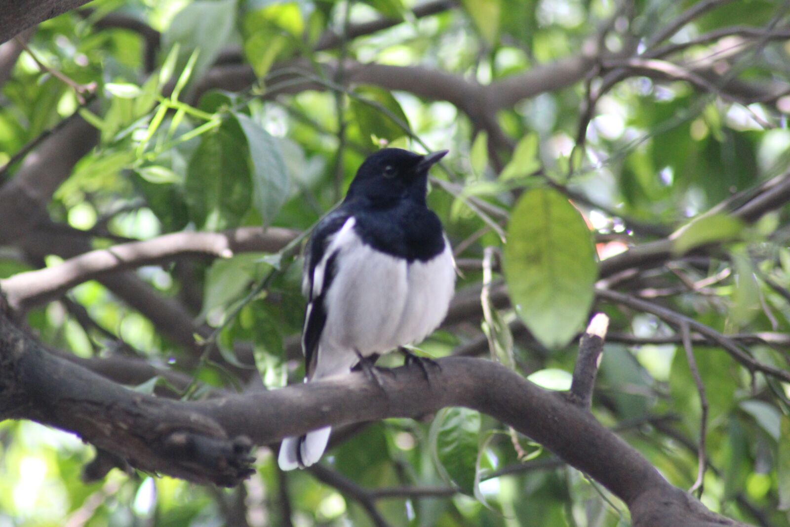 Canon EOS 1300D (EOS Rebel T6 / EOS Kiss X80) sample photo. Natural, bird, springtime photography