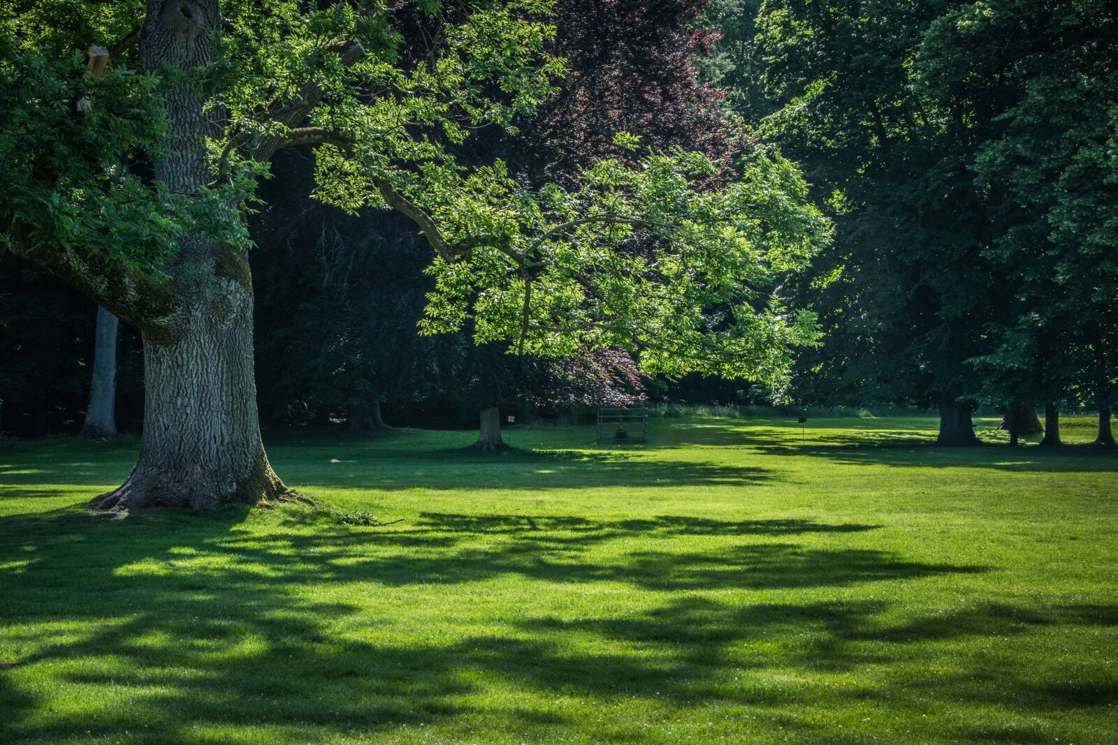 Nikon D5300 sample photo. Park, shading, tree photography