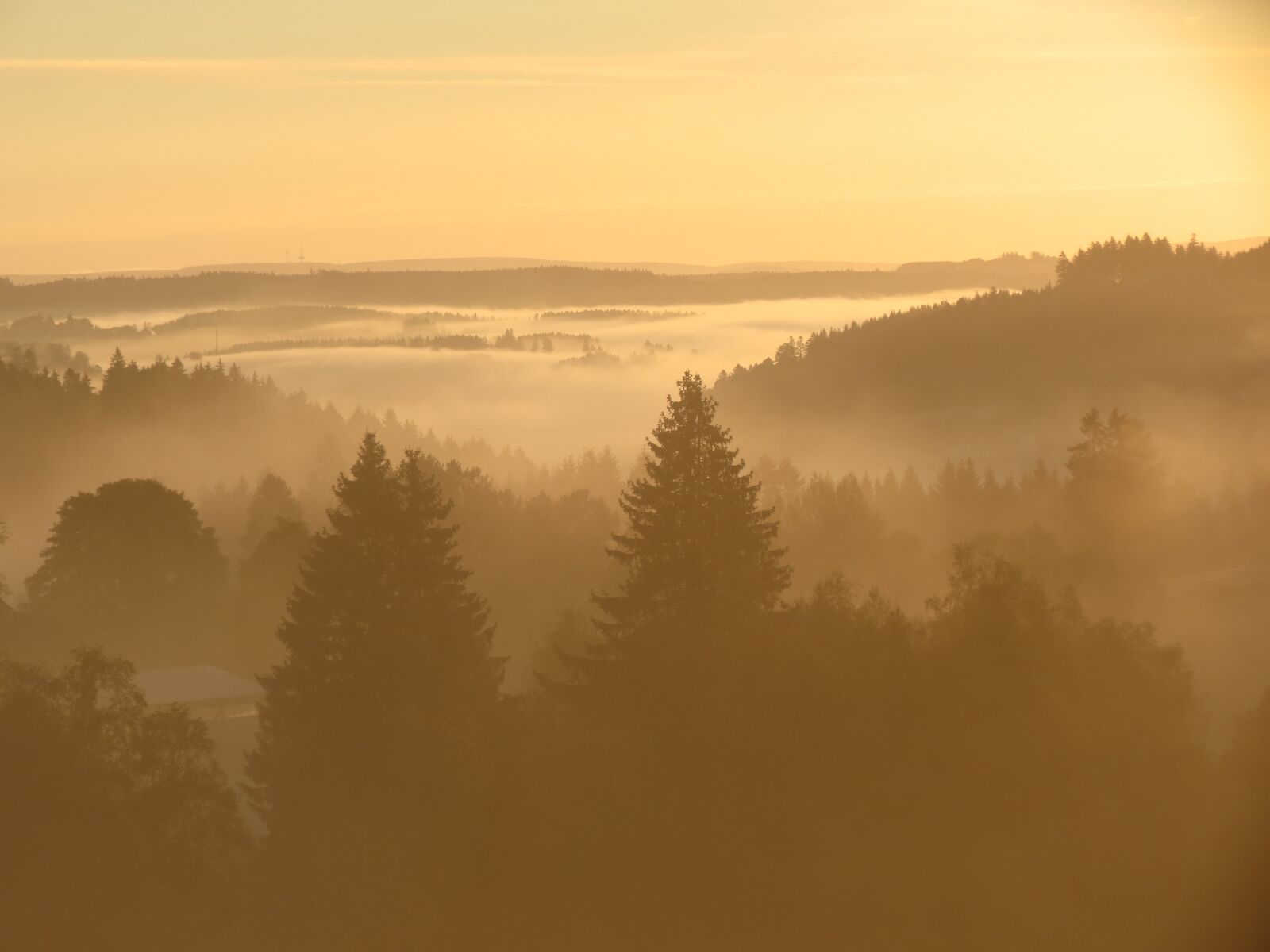 Canon PowerShot SX40 HS sample photo. Black forest, morning mist photography