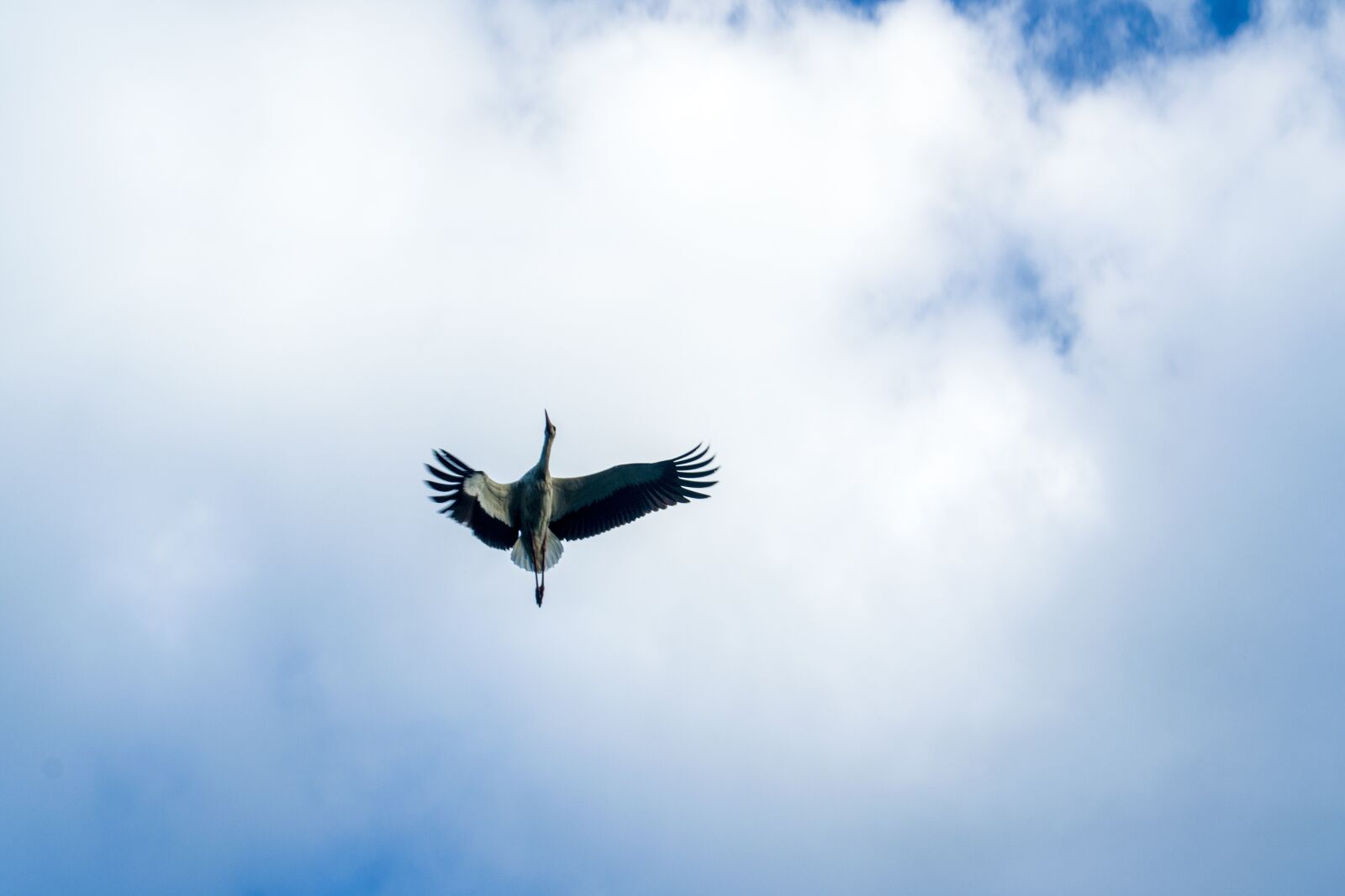 Nikon D3300 sample photo. Sky, fly, bird photography