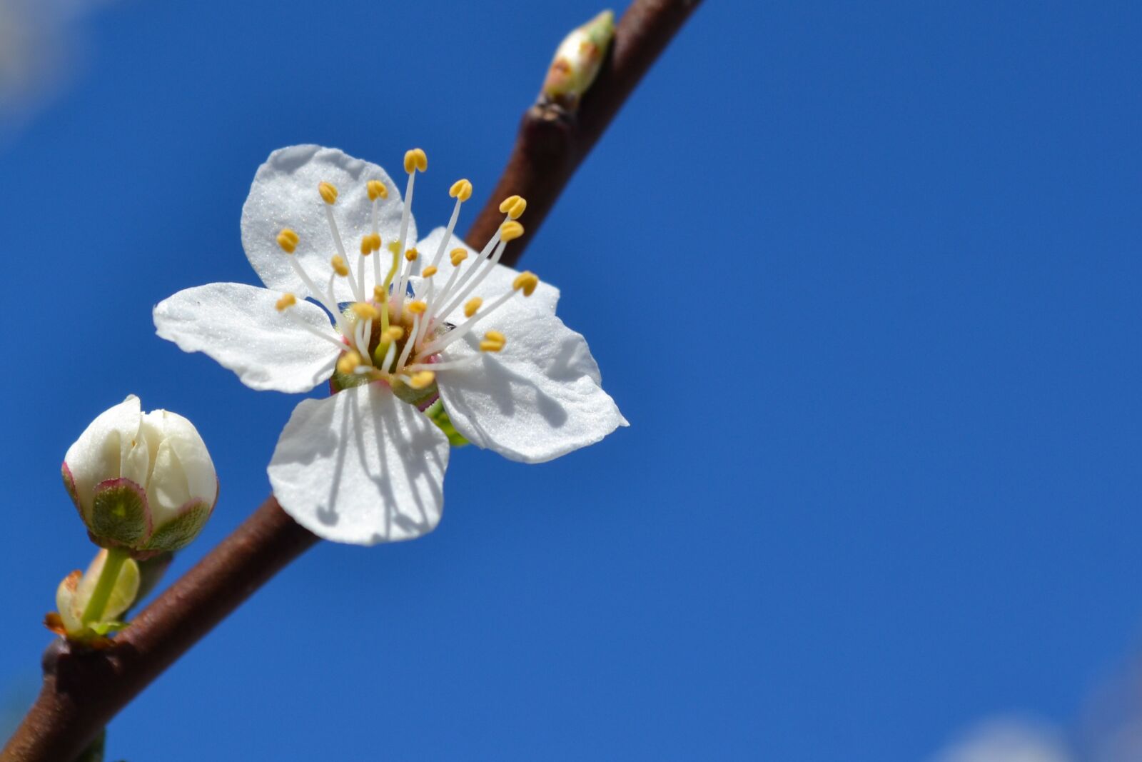 Nikon D3100 sample photo. Spring, blossom, flower photography