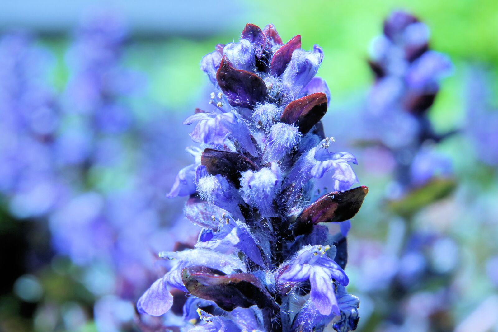 Canon EOS 750D (EOS Rebel T6i / EOS Kiss X8i) sample photo. Ground cover, purple, flower photography