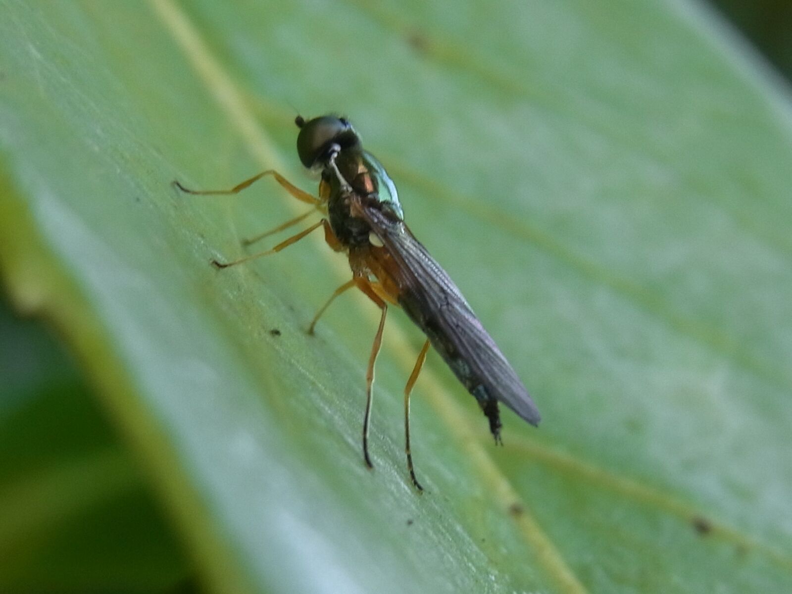 Ricoh CX3 sample photo. Animal, insect, fly photography