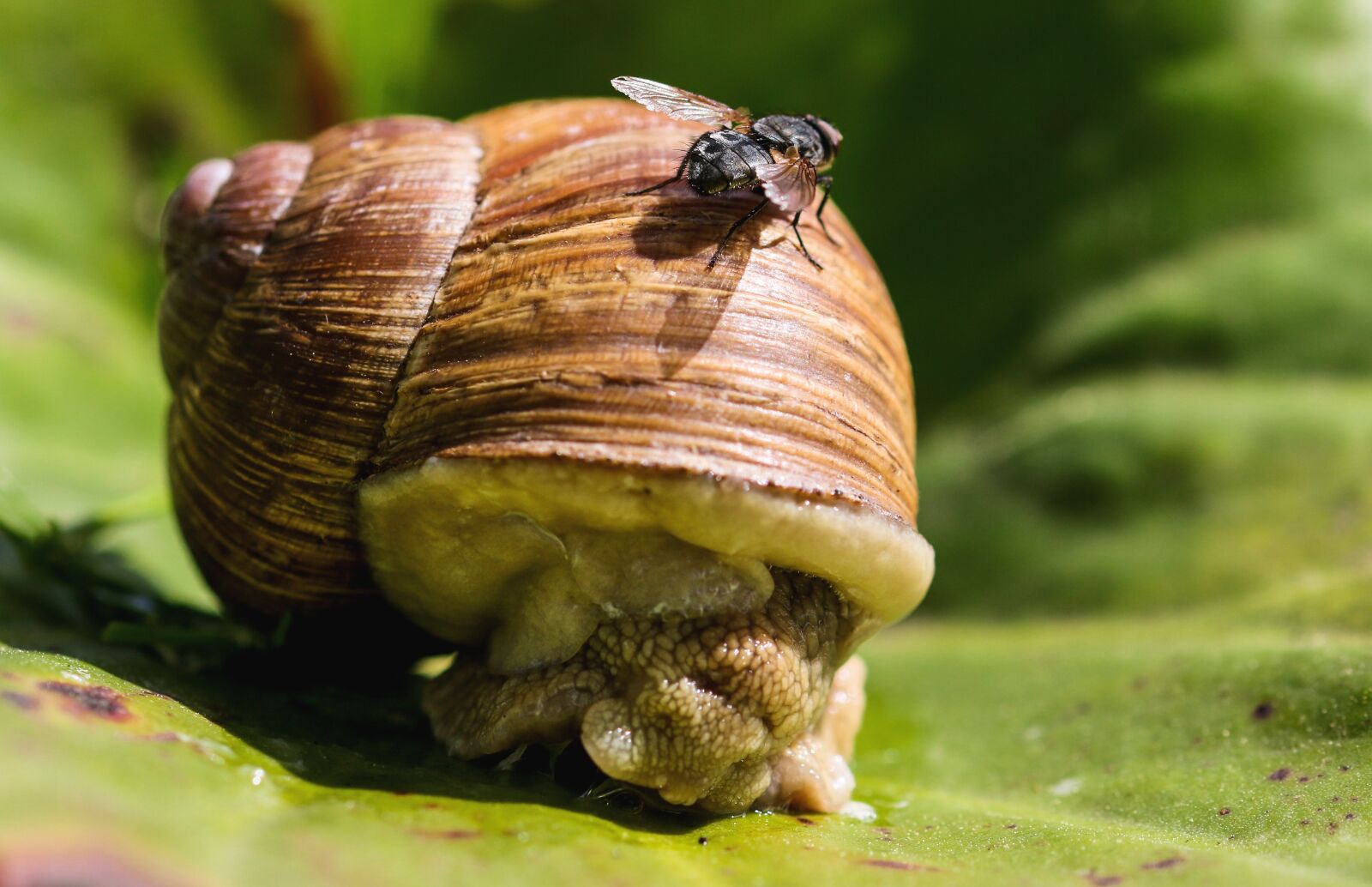 Canon EOS 70D sample photo. Animals, snail, mollusk photography