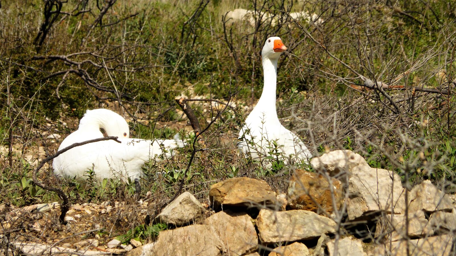 Panasonic Lumix DMC-ZS25 (Lumix DMC-TZ35) sample photo. Nature, bird, goose photography