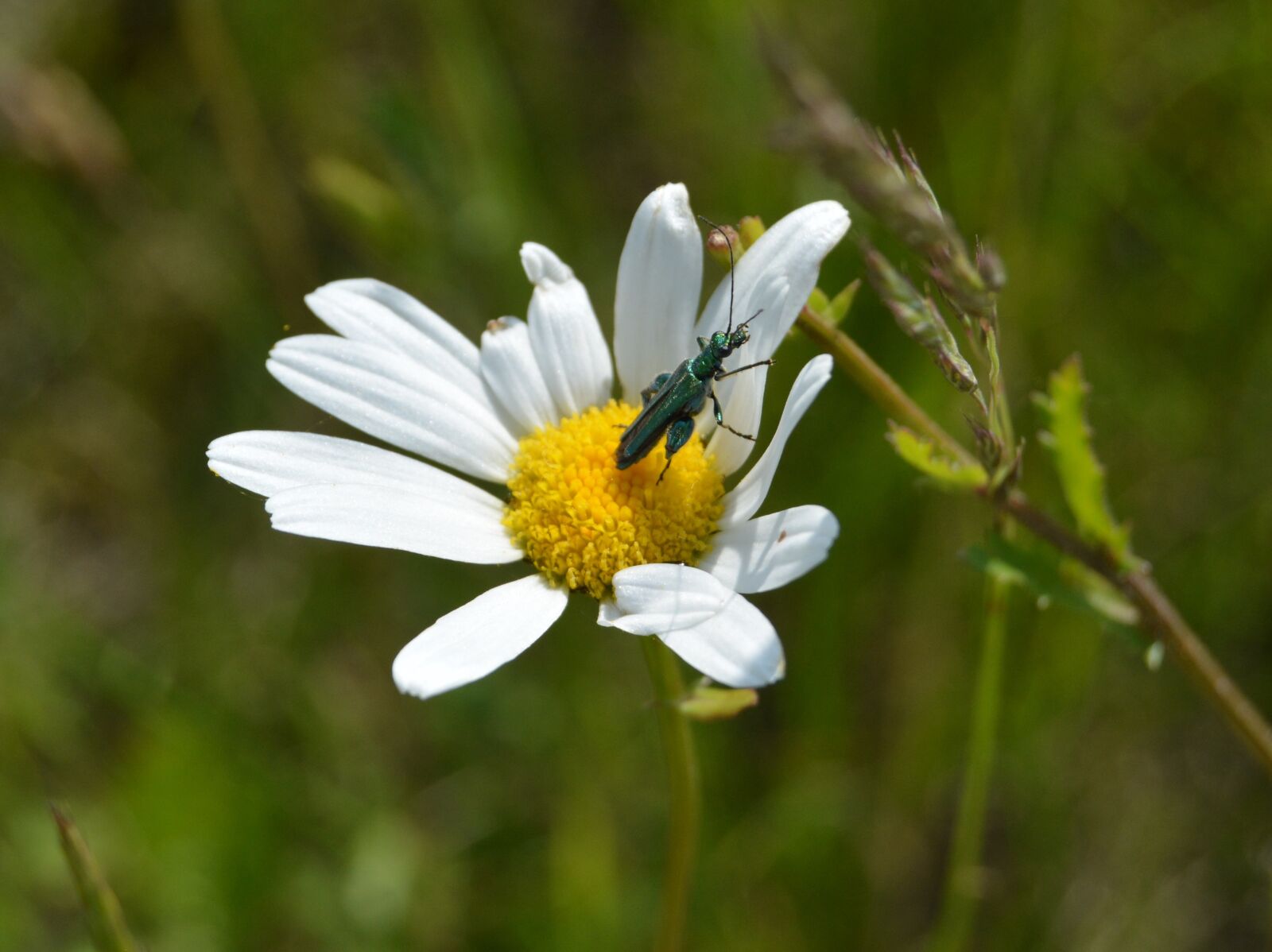 Nikon D5200 sample photo. Flower, grass, insect photography