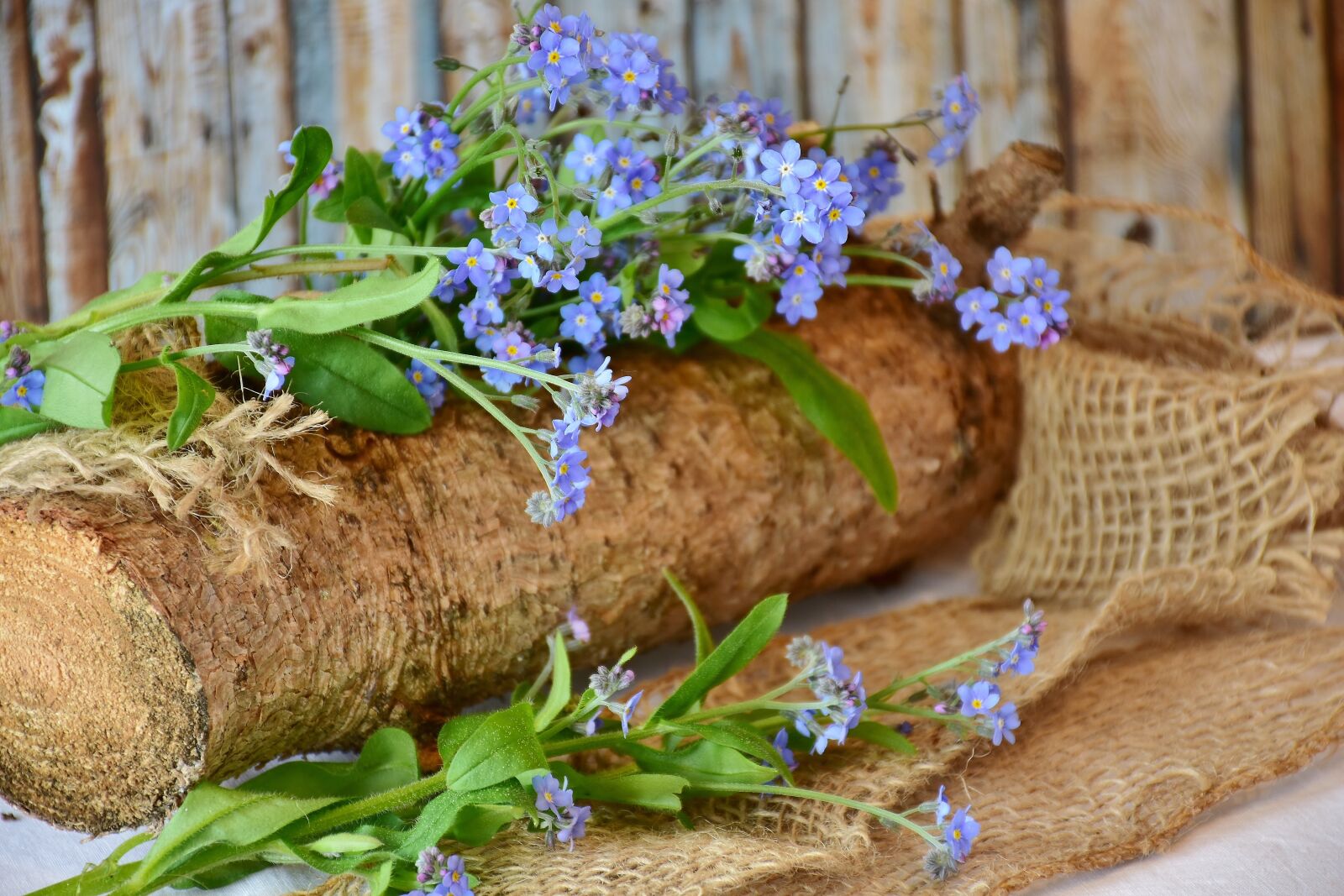 Nikon D7200 sample photo. Forget me not, brunnera photography