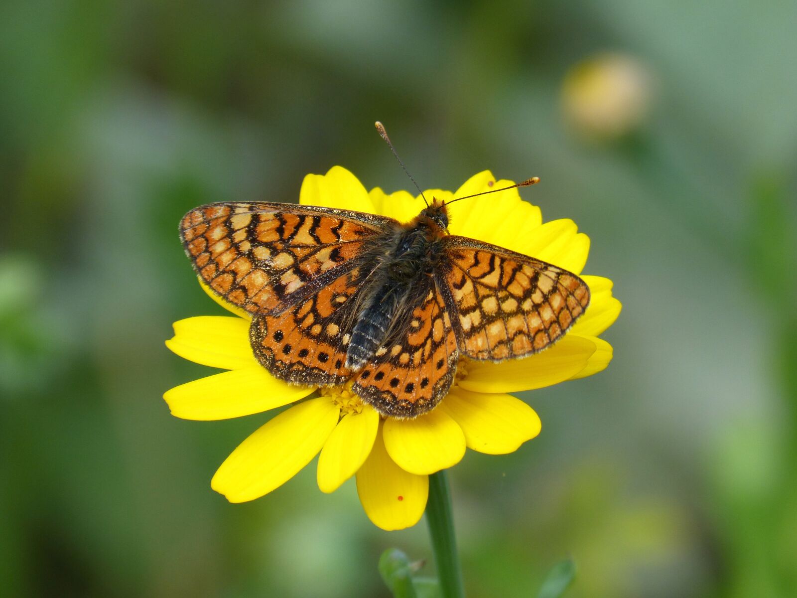 Panasonic DMC-FZ62 sample photo. Butterfly, orange butterfly, marsh photography