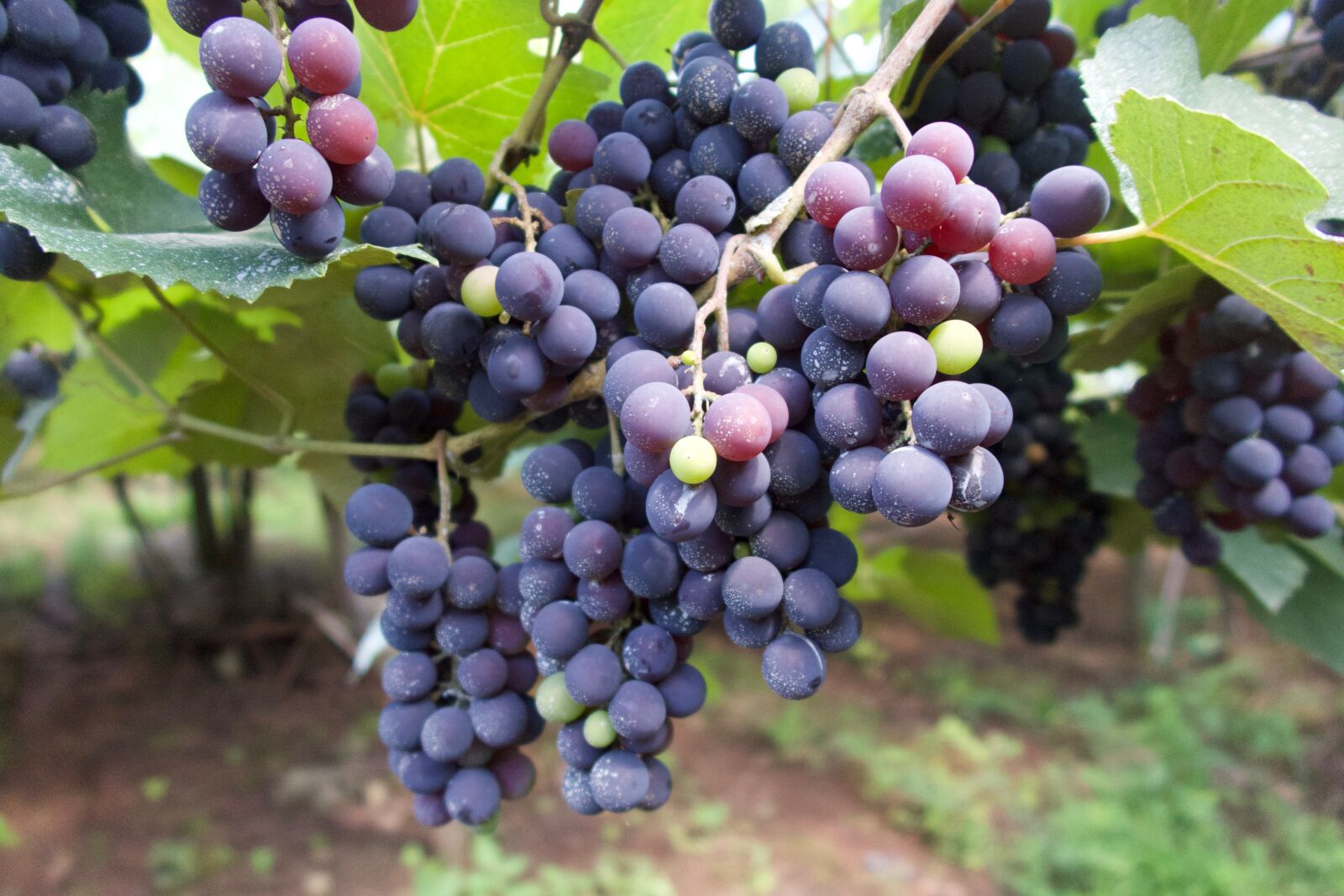 Canon PowerShot G7 X Mark II sample photo. Grapes, vineyard, cacho photography